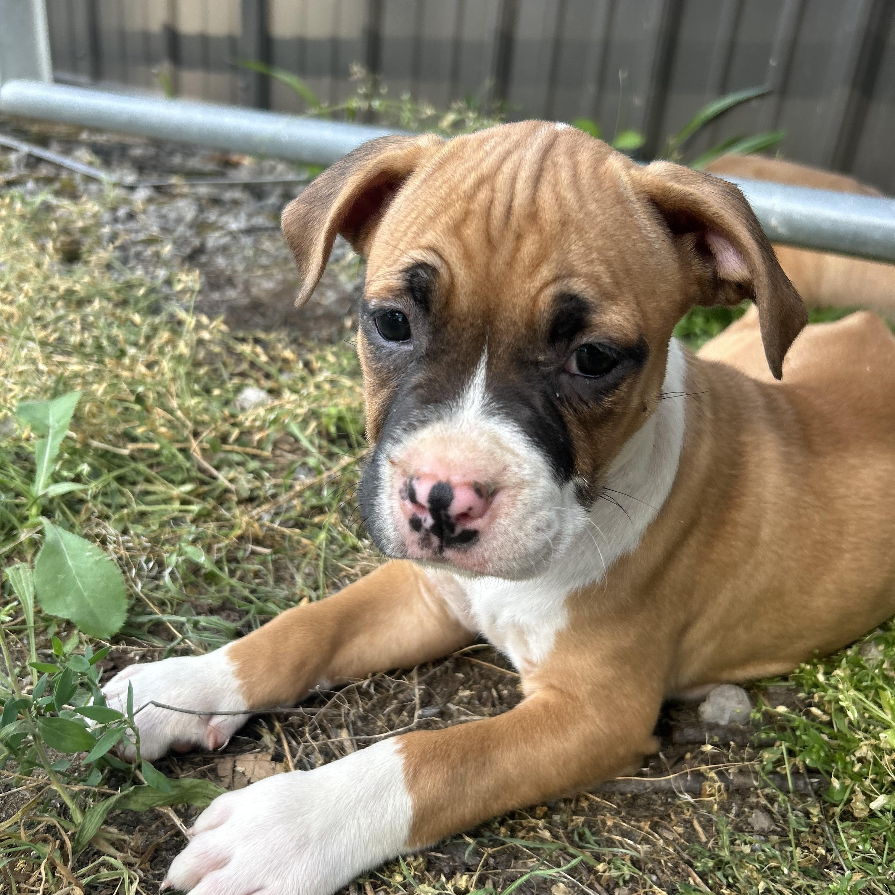 Enlarge Muffin, a Adopted mixed breed in Chesterton, IN image 3/5