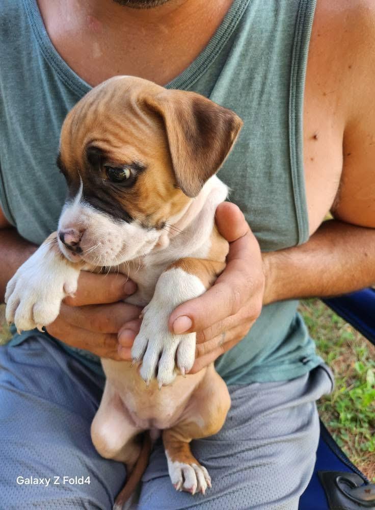 Enlarge Muffin, a Adopted mixed breed in Chesterton, IN image 4/5