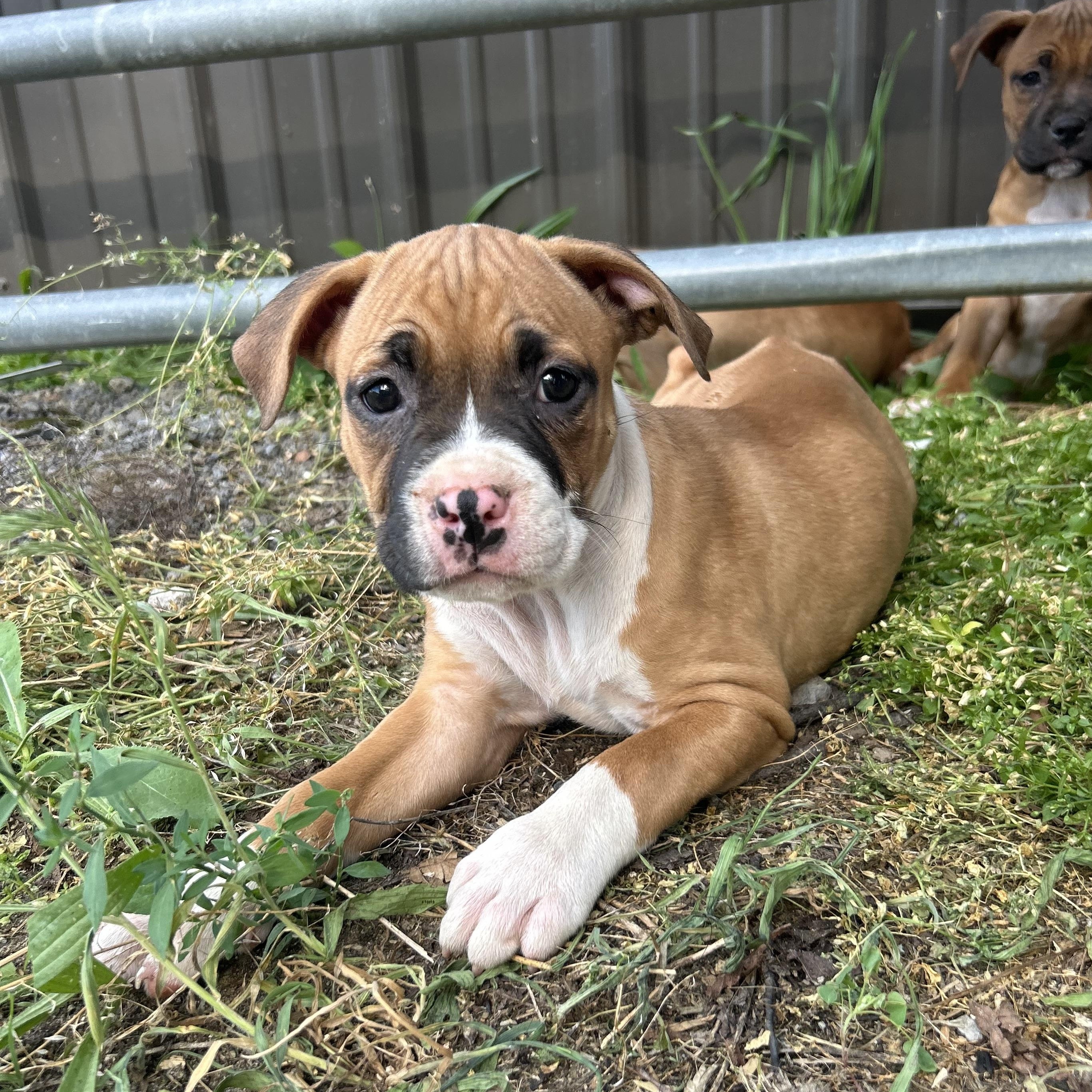 Enlarge Muffin, a Adopted mixed breed in Chesterton, IN image 5/5