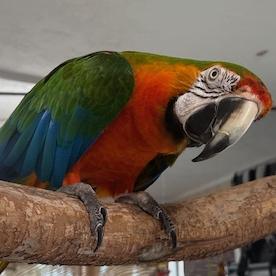 Enlarge Oscar, a Adoptable Macaw in Jacksonville, FL image 1/1