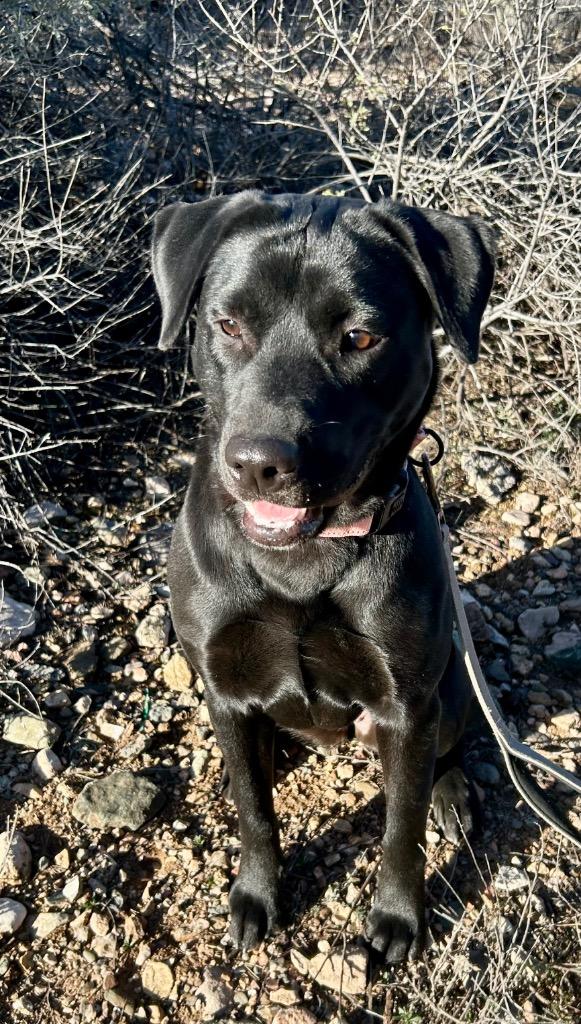 Ginger, a Adoptable mixed breed in Cottonwood, AZ image 2/4