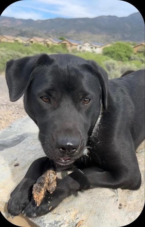 Enlarge Ginger, a Adoptable mixed breed in Cottonwood, AZ image 4/5