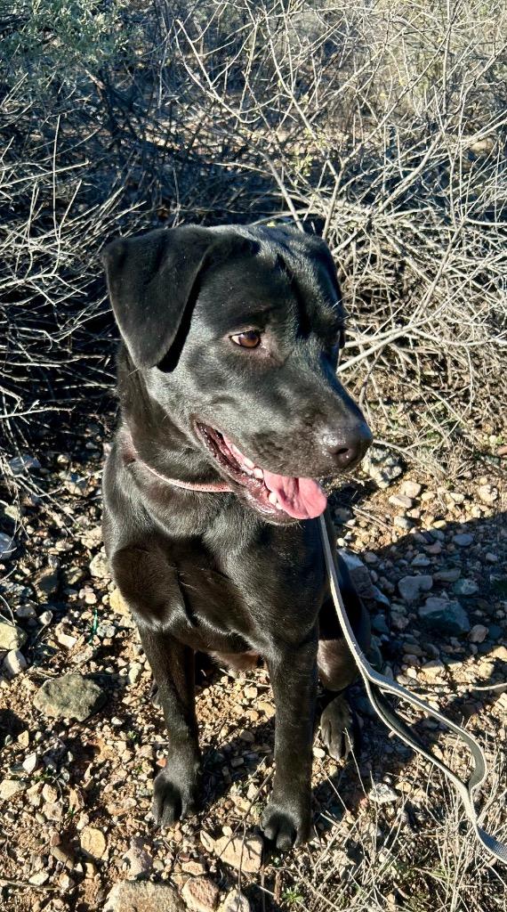 Ginger, a Adoptable mixed breed in Cottonwood, AZ image 4/4