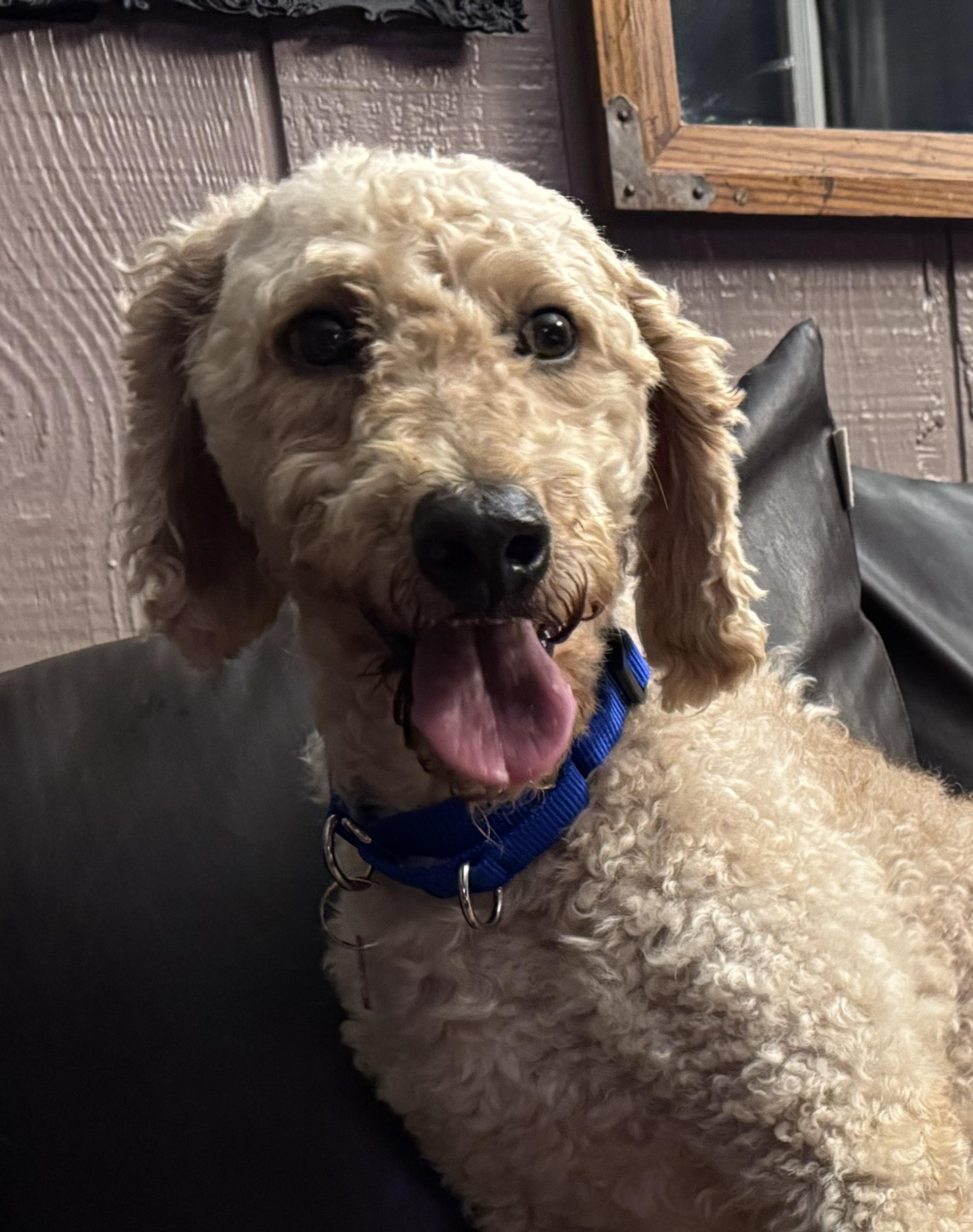 Enlarge Norman, a ADOPTABLE Standard Poodle in Whitewater, WI image 3/5