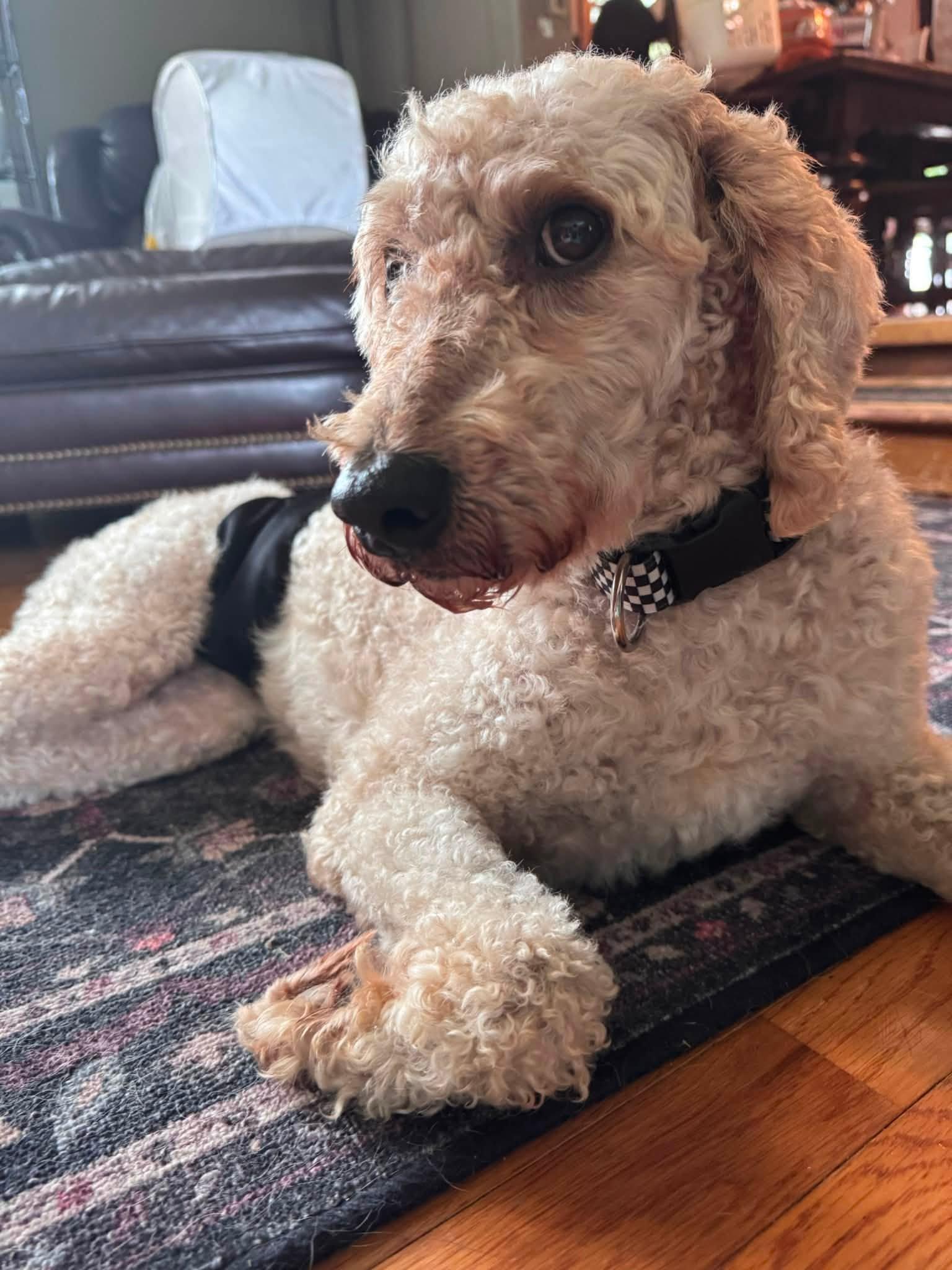 Enlarge Norman, a ADOPTABLE Standard Poodle in Whitewater, WI image 2/5