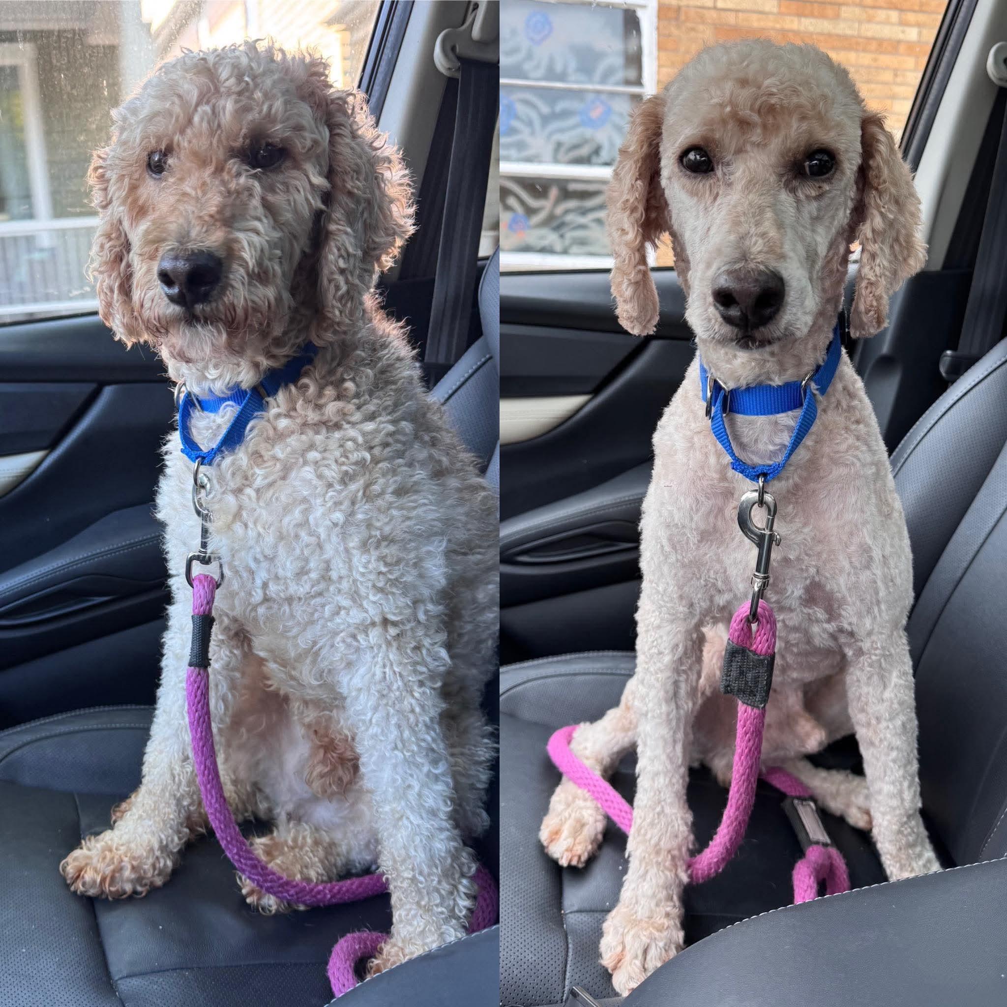 Enlarge Norman, a Adoptable Standard Poodle in Whitewater, WI image 4/6