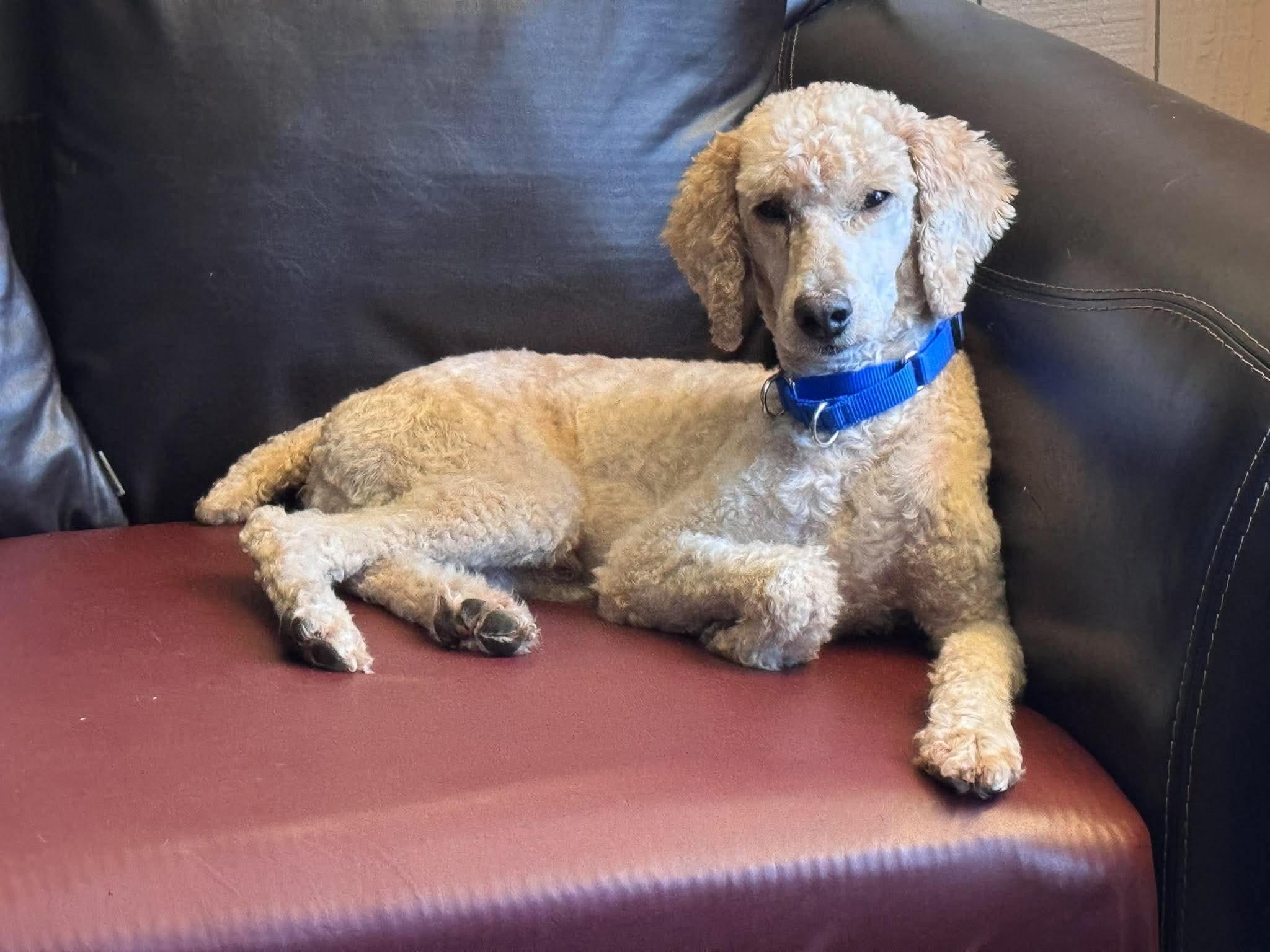 Norman, Adoptable, Adult Male Standard Poodle.