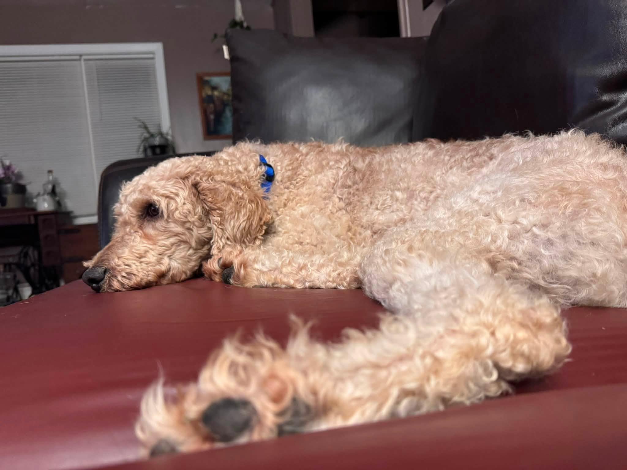 Enlarge Norman, a ADOPTABLE Standard Poodle in Whitewater, WI image 4/5