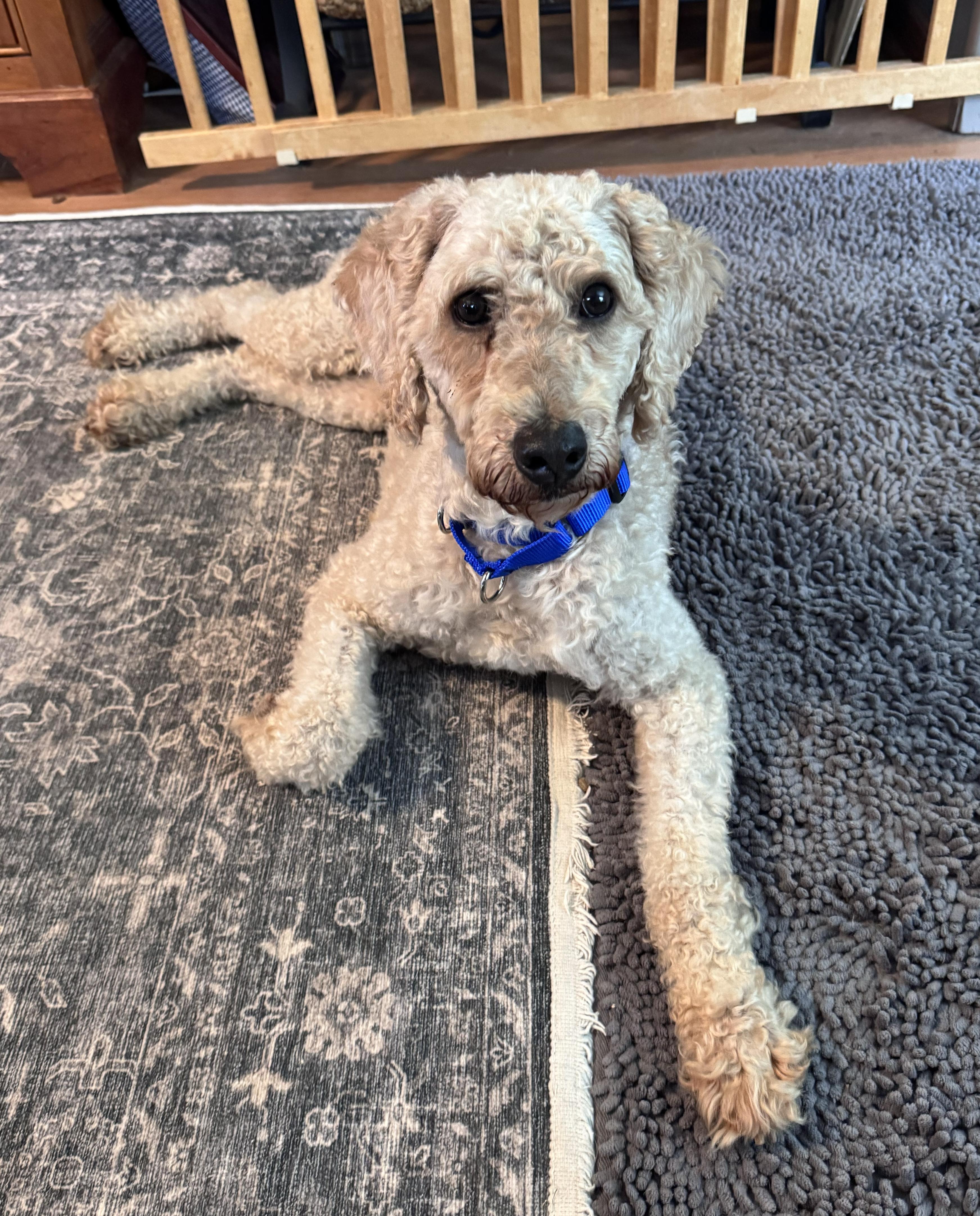 Norman, ADOPTABLE, Adult Male Standard Poodle.