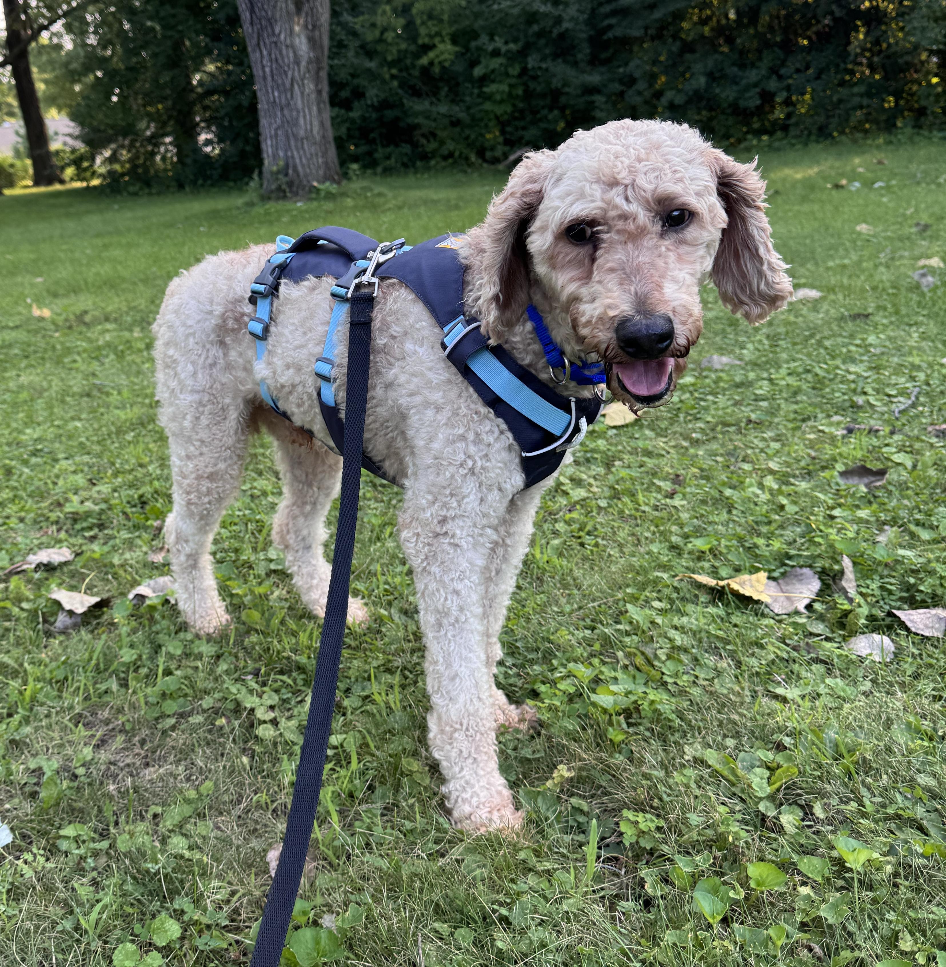 Enlarge Norman, a ADOPTABLE Standard Poodle in Whitewater, WI image 5/5