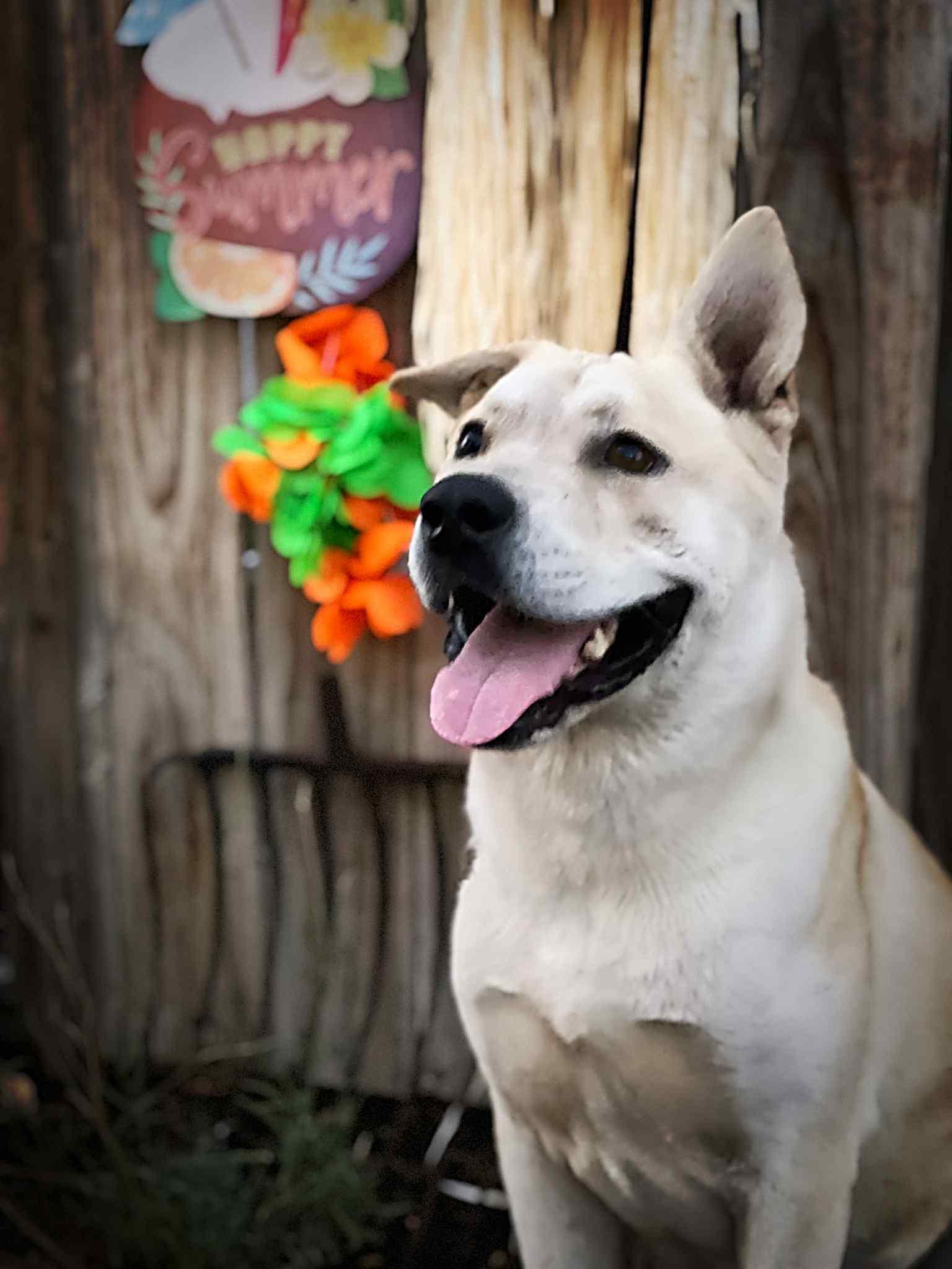Enlarge Tug, a Adoptable mixed breed in San Jose, CA image 3/5