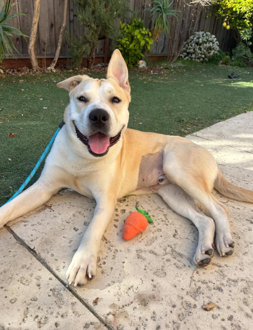 Tug, Adoptable, Young Male Shepherd & Labrador Retriever.