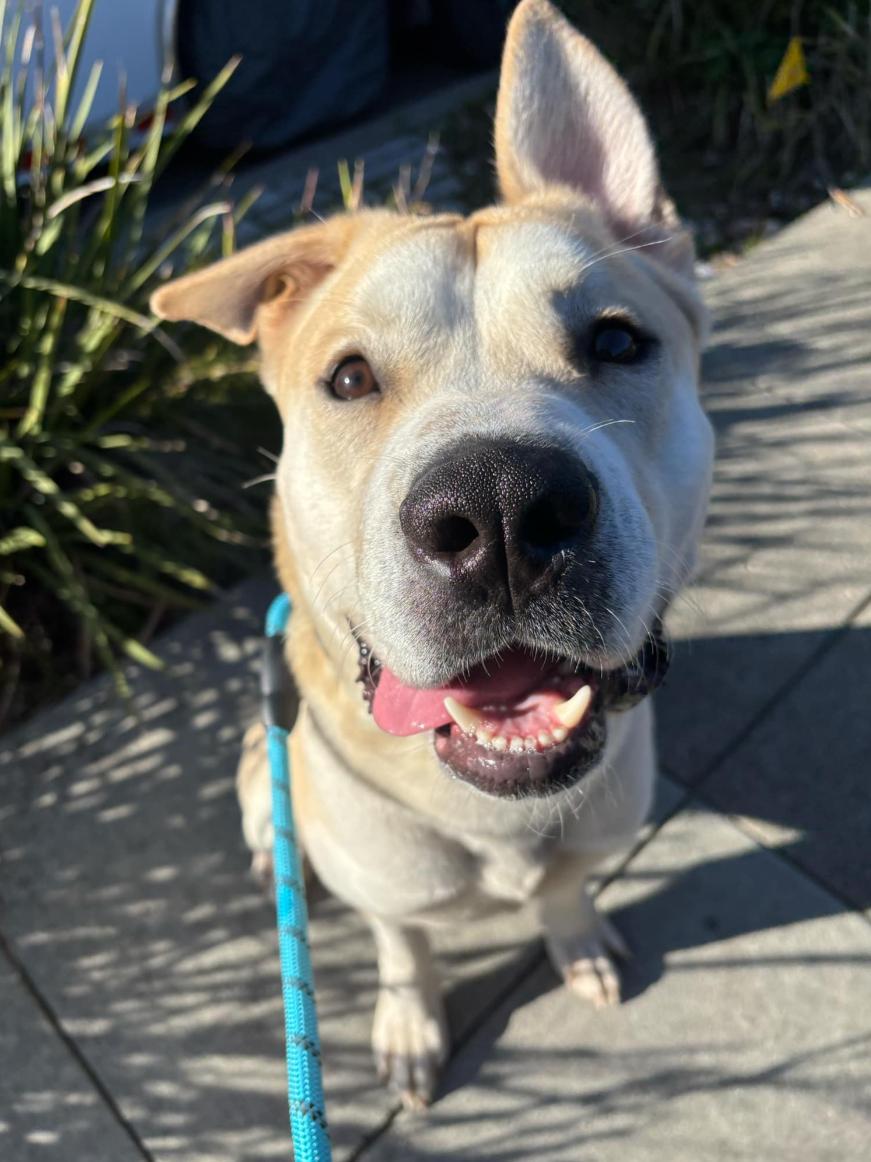 Enlarge Tug, a Adoptable mixed breed in San Jose, CA image 4/5