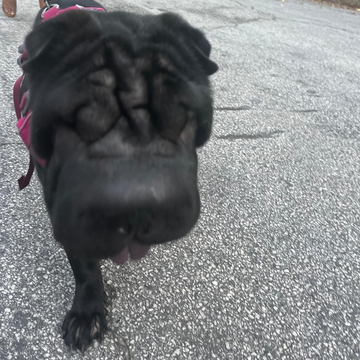 JAMES JUSTIN PEIBER III, a Adoptable Shar-Pei in Marietta, GA image 2/6