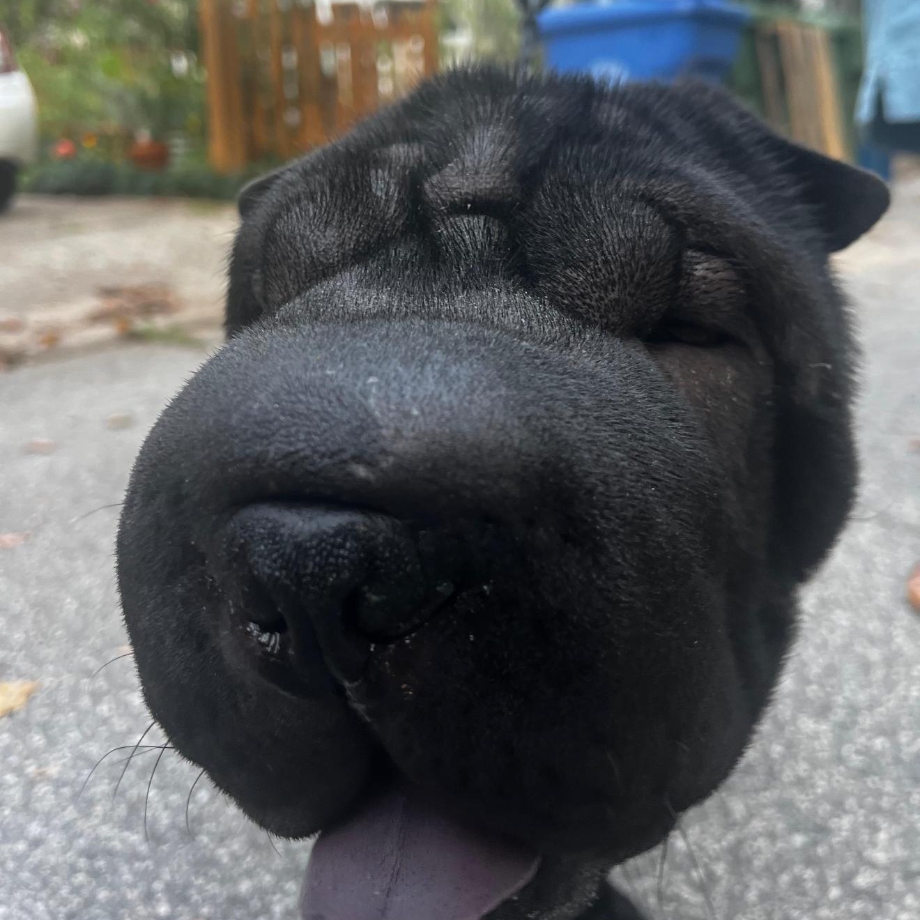 JAMES JUSTIN PEIBER III, a Adoptable Shar-Pei in Marietta, GA image 3/6