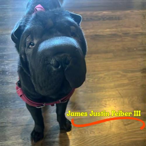 JAMES JUSTIN PEIBER III, a Adoptable Shar-Pei in Marietta, GA image 1/6