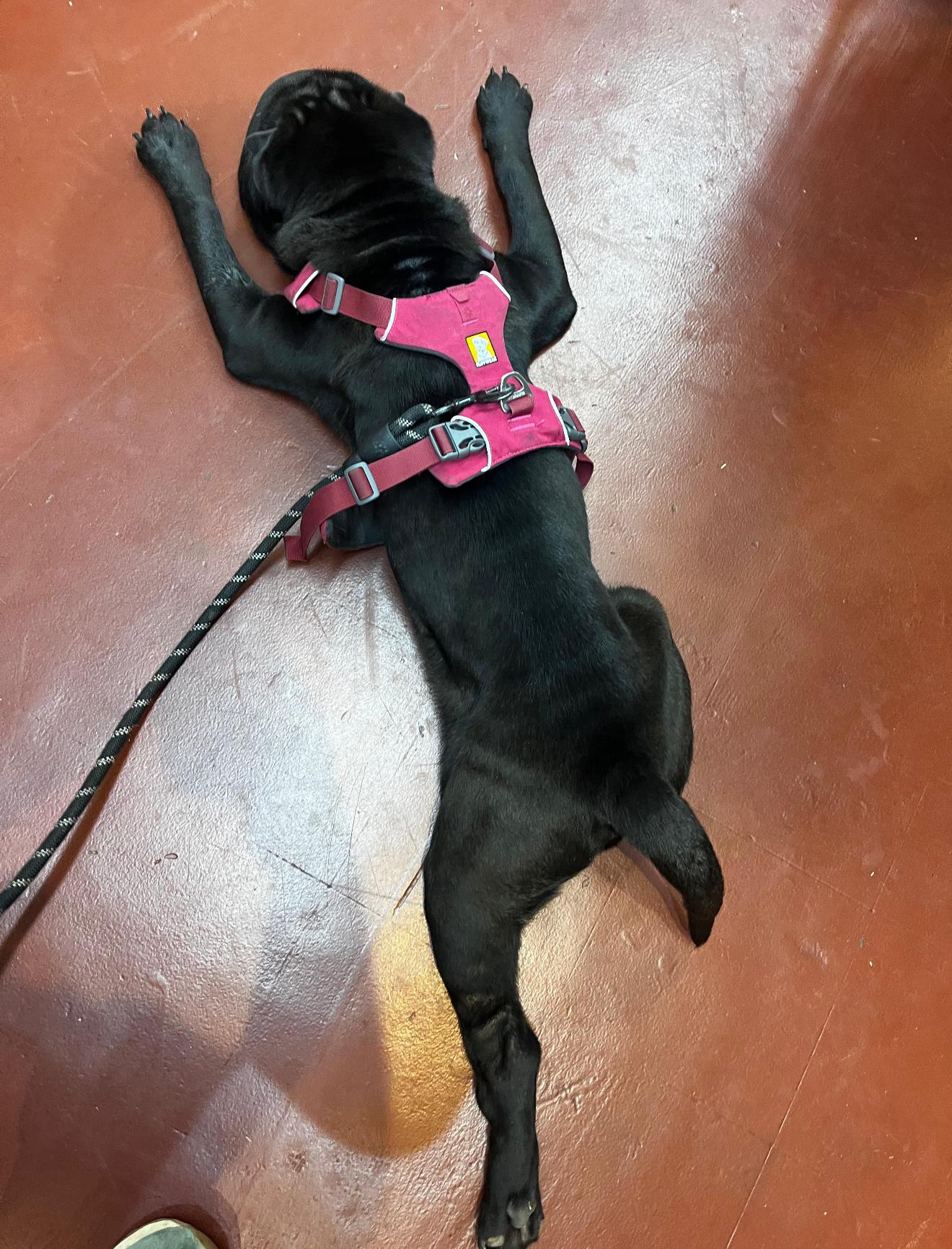 JAMES JUSTIN PEIBER III, a Adoptable Shar-Pei in Marietta, GA image 4/6