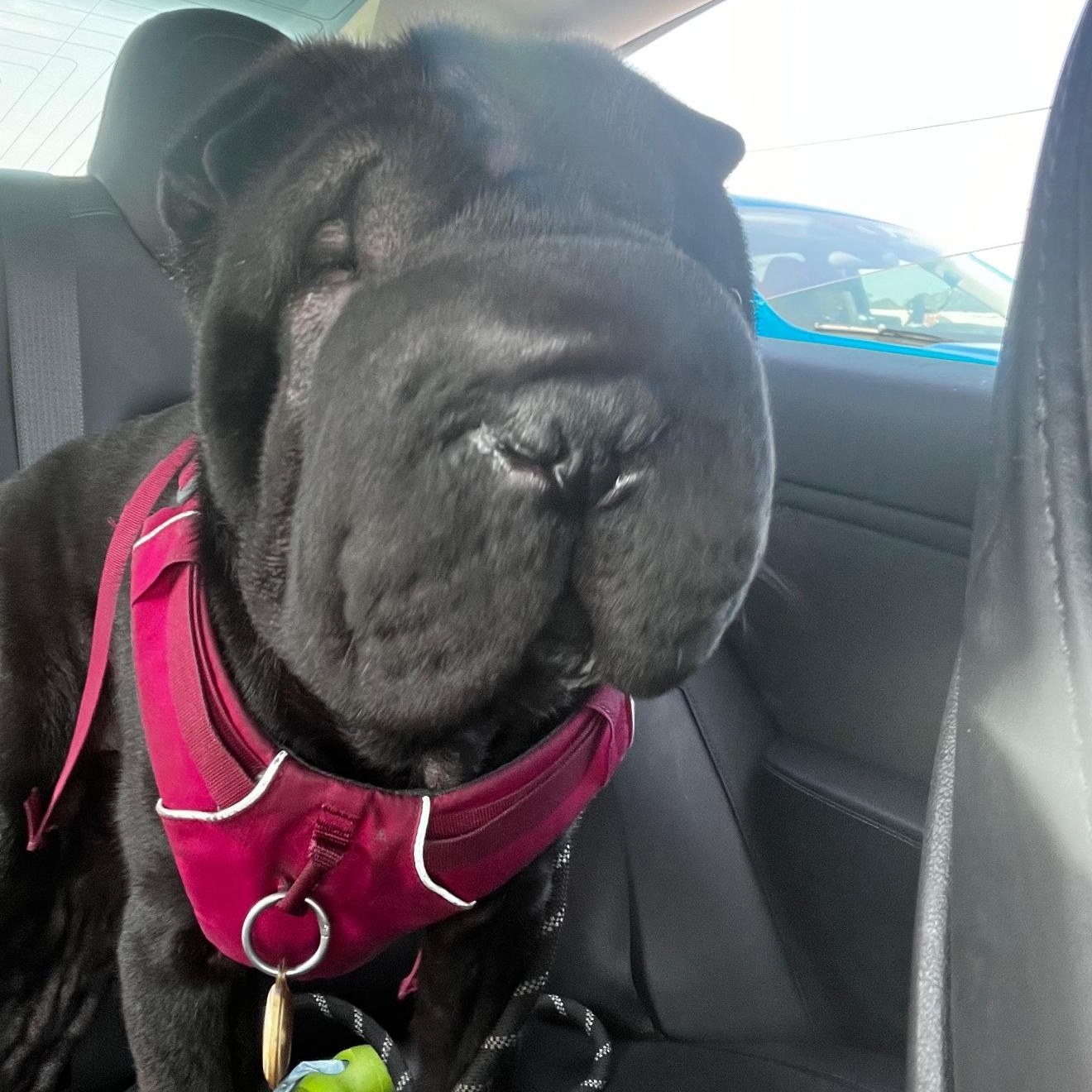 JAMES JUSTIN PEIBER III, a Adoptable Shar-Pei in Marietta, GA image 5/6