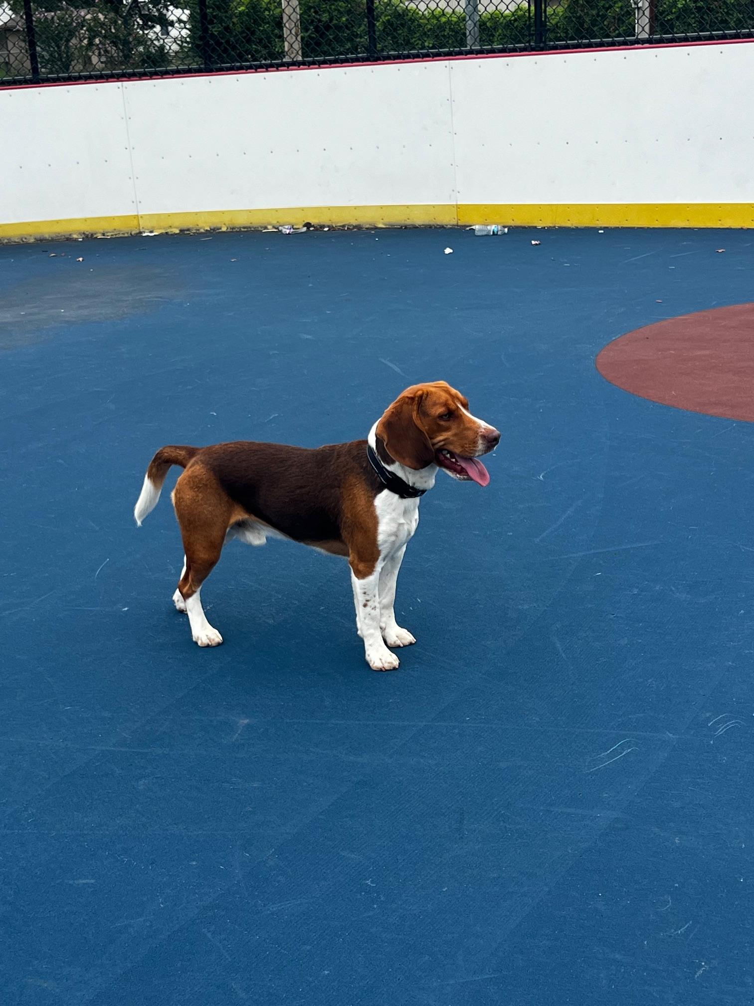Beau