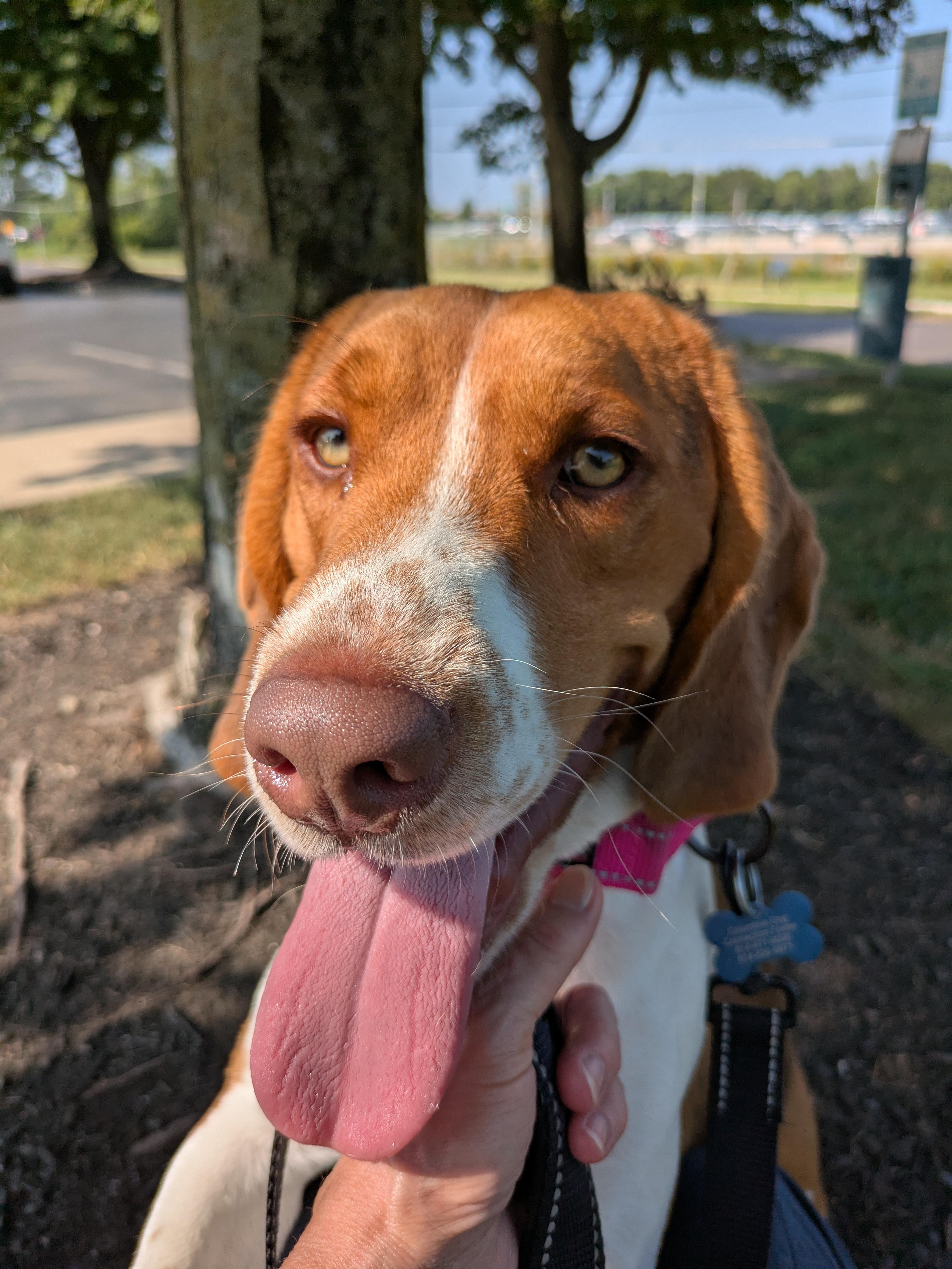 Beau