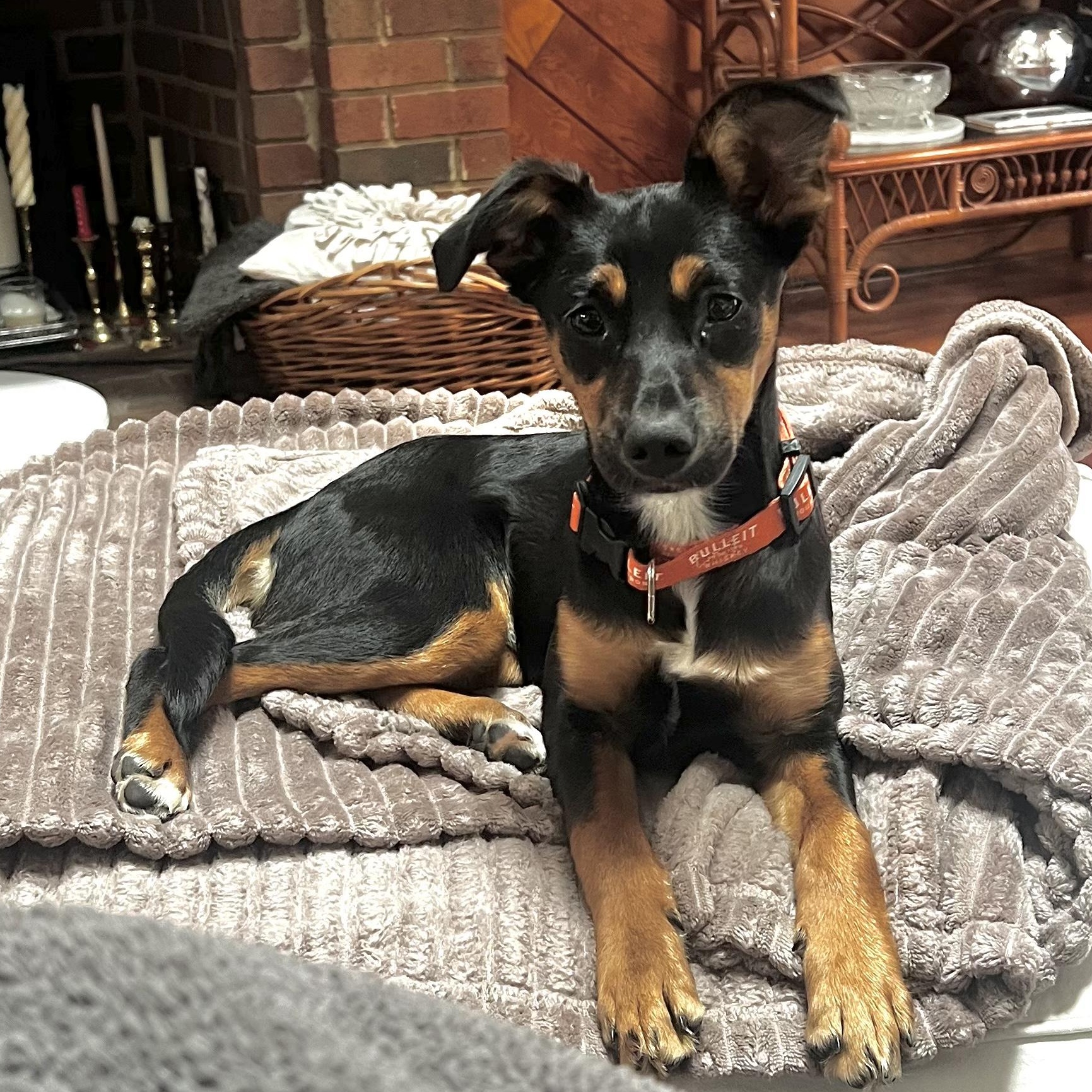 Enlarge Artemis, an adopted mixed breed in Richmond, VA image 2/3