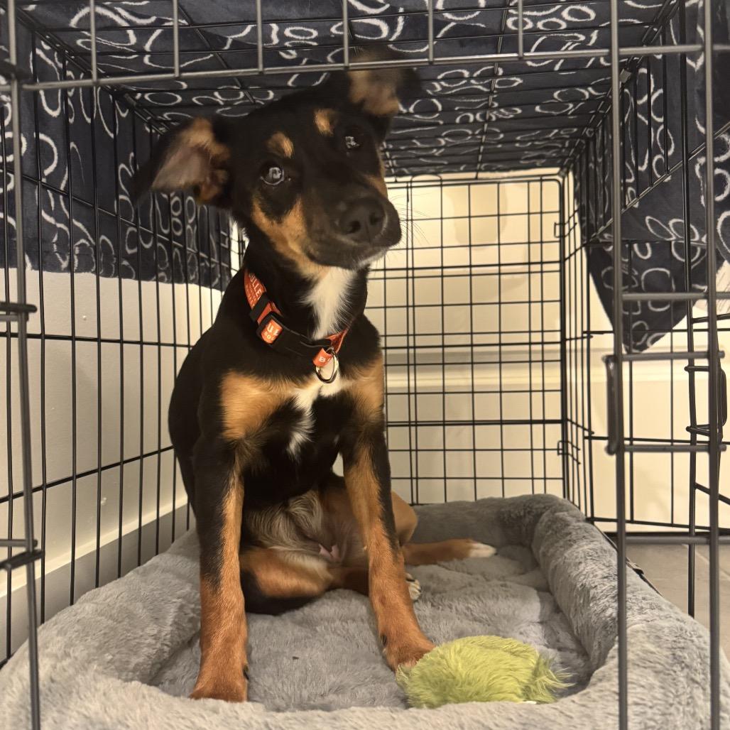 Enlarge Artemis, an adopted mixed breed in Richmond, VA image 1/3