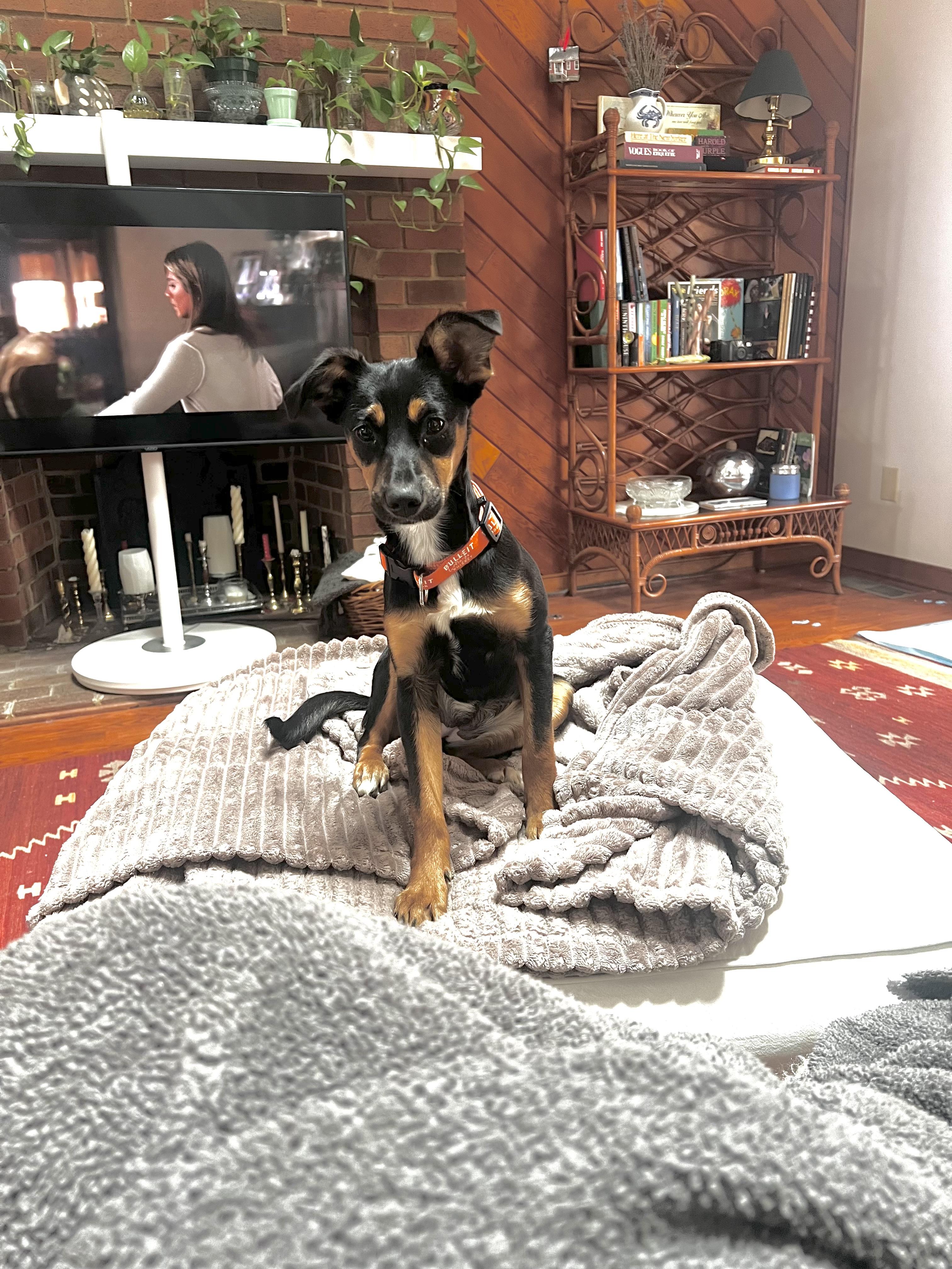 Enlarge Artemis, an adopted mixed breed in Richmond, VA image 3/3