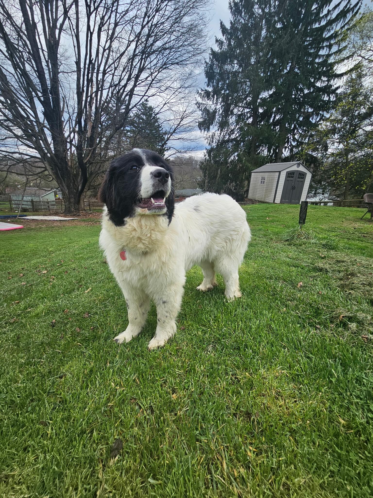 Enlarge Willow, a ADOPTABLE mixed breed in Pittsburgh, PA image 4/5