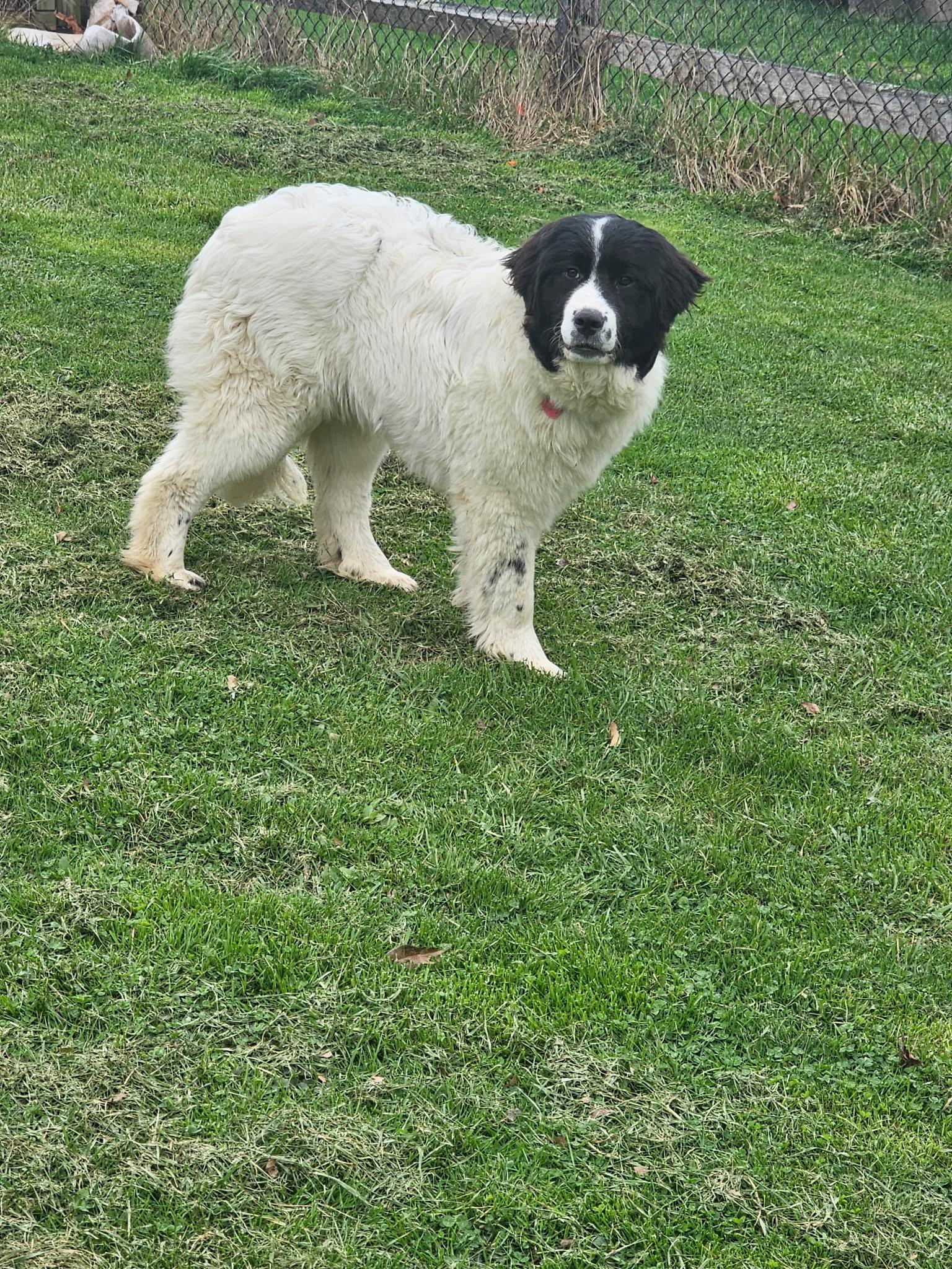 Enlarge Willow, a ADOPTABLE mixed breed in Pittsburgh, PA image 5/5