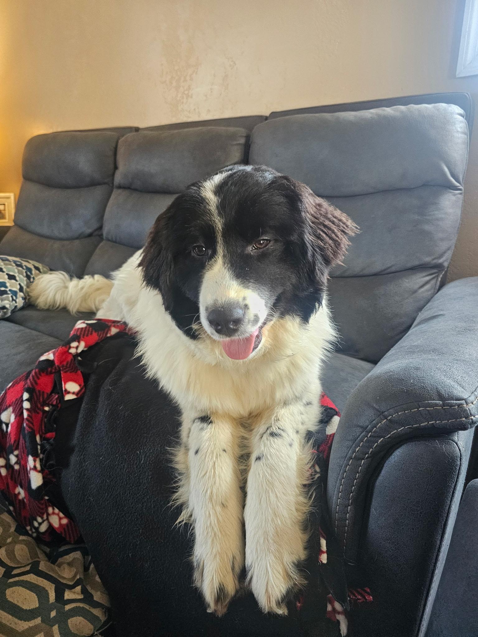 Enlarge Willow, a ADOPTABLE mixed breed in Pittsburgh, PA image 3/5