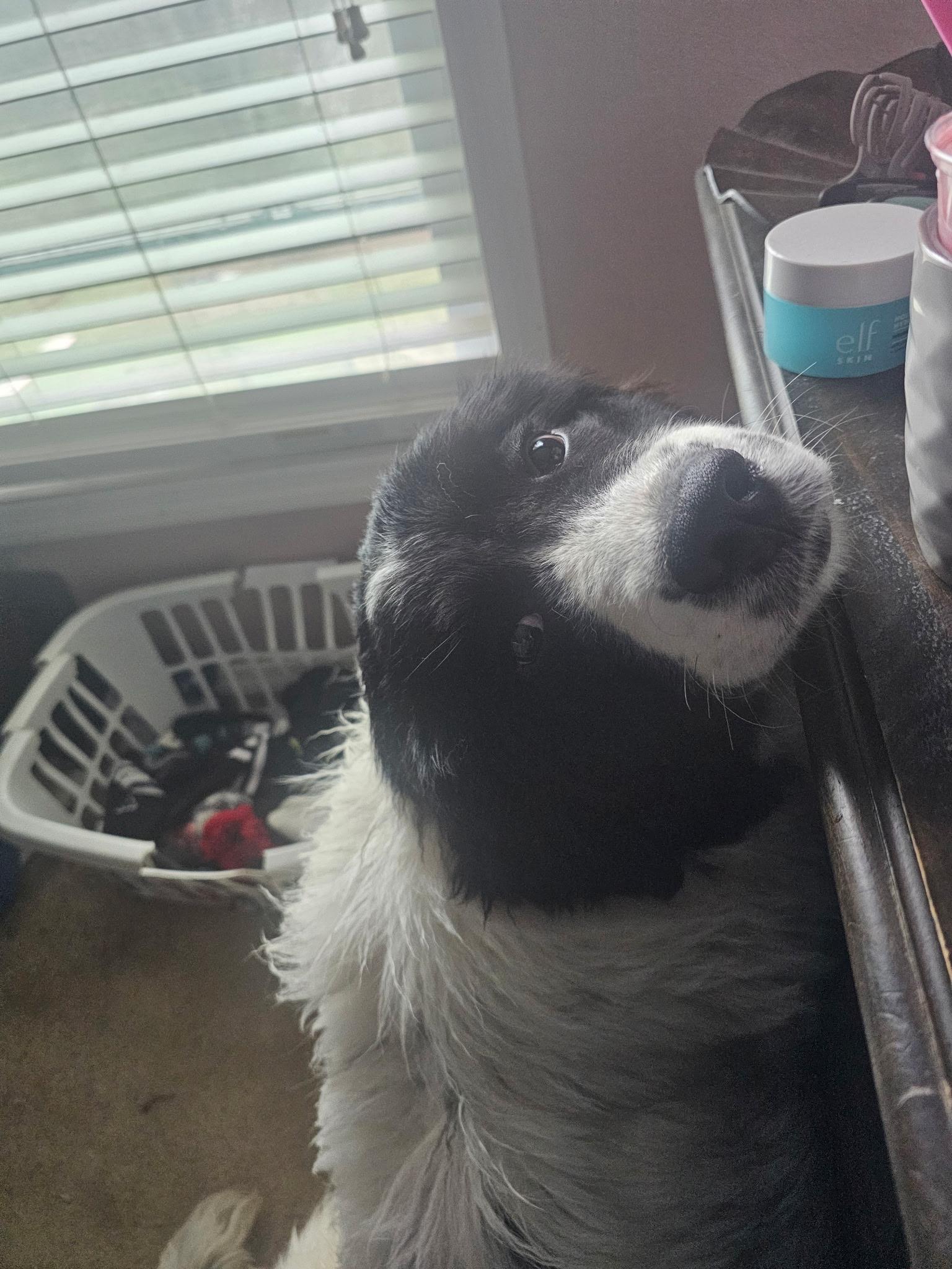 Enlarge Willow, a ADOPTABLE mixed breed in Pittsburgh, PA image 2/5