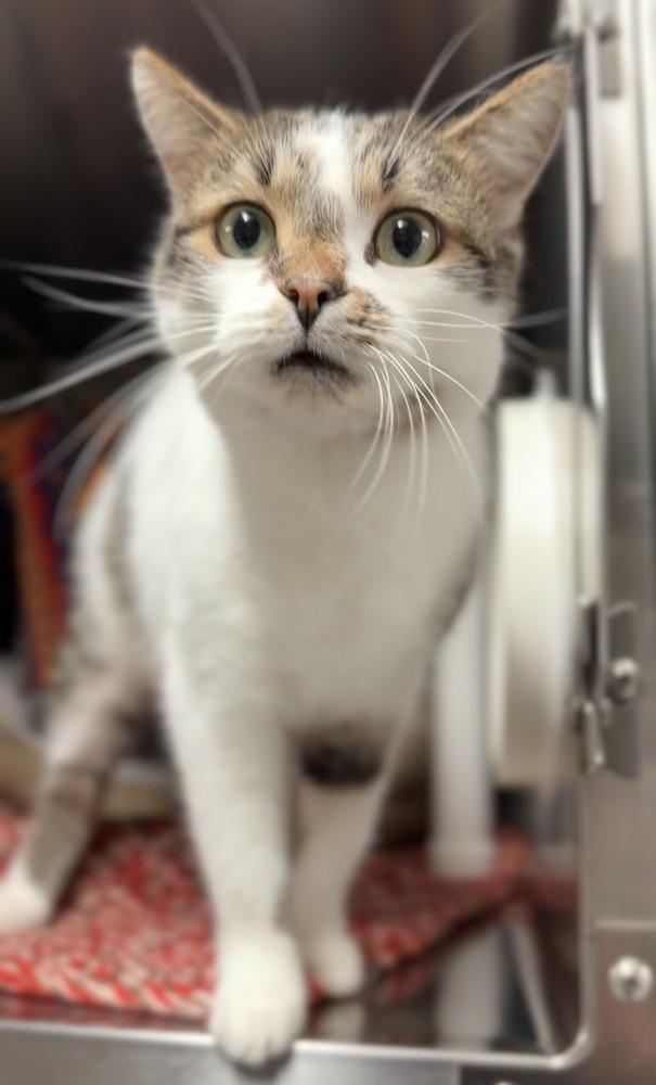 Paver, Adoptable, Adult Male Domestic Short Hair.