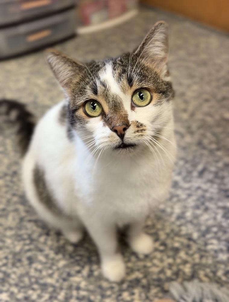 Enlarge Paver, a Adoptable mixed breed in Bemidji, MN image 3/3