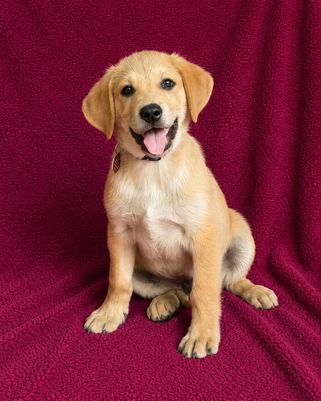 Cody, Adopted, Puppy Male Labrador Retriever.