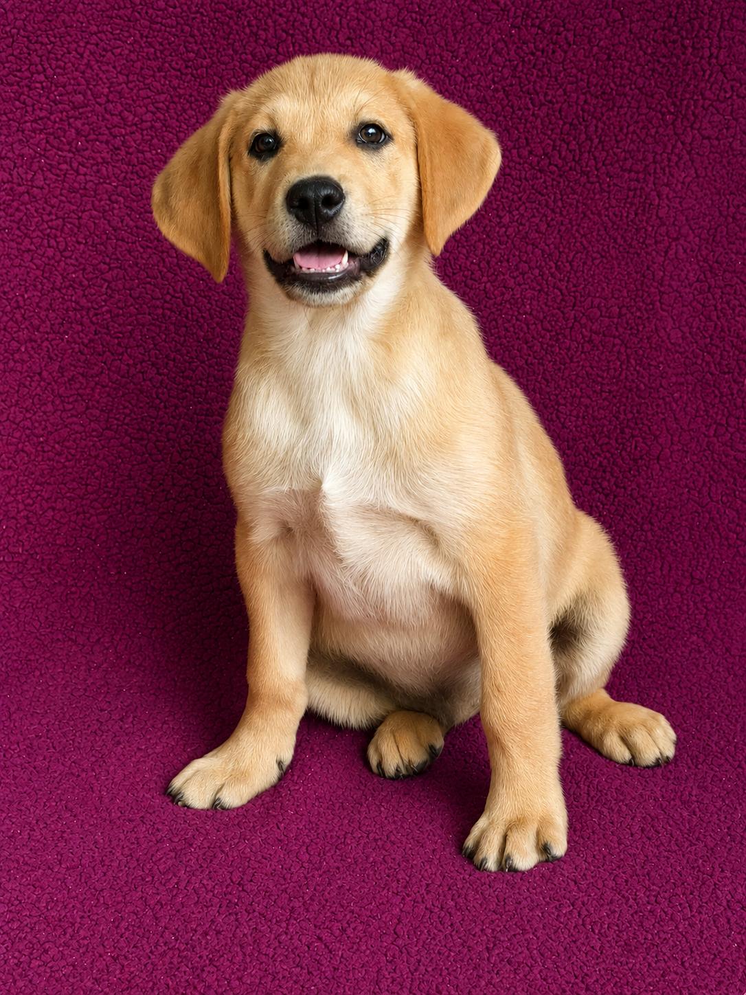 Cody, a Adopted Labrador Retriever in Nashville, TN image 2/2