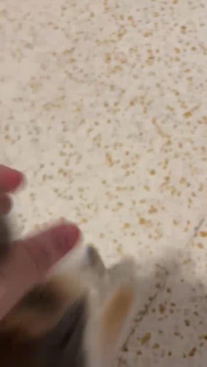 Enlarge TRUFFLE, a Adoptable mixed breed in Baltimore, MD video 3/6