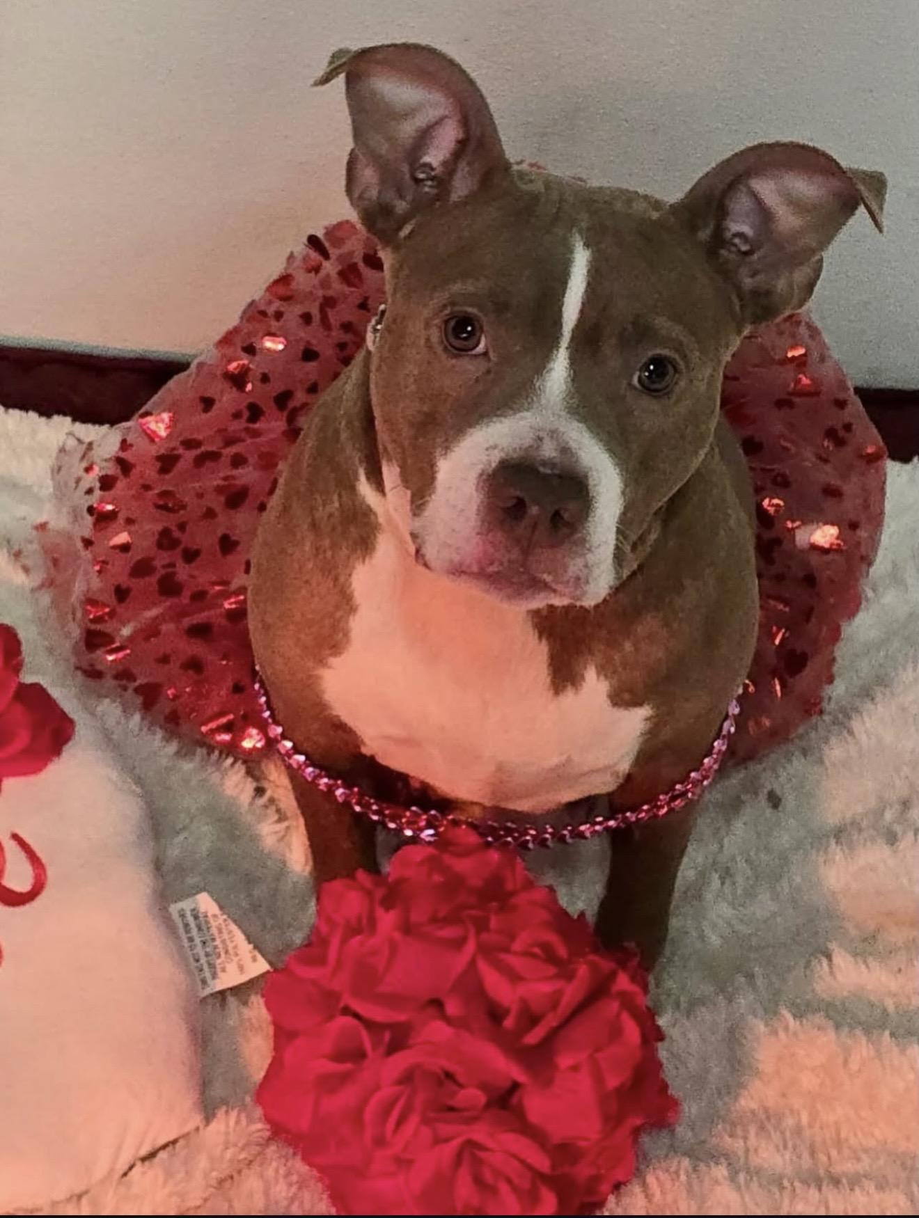 Enlarge Matilda, a ADOPTABLE mixed breed in Akron, NY image 3/3