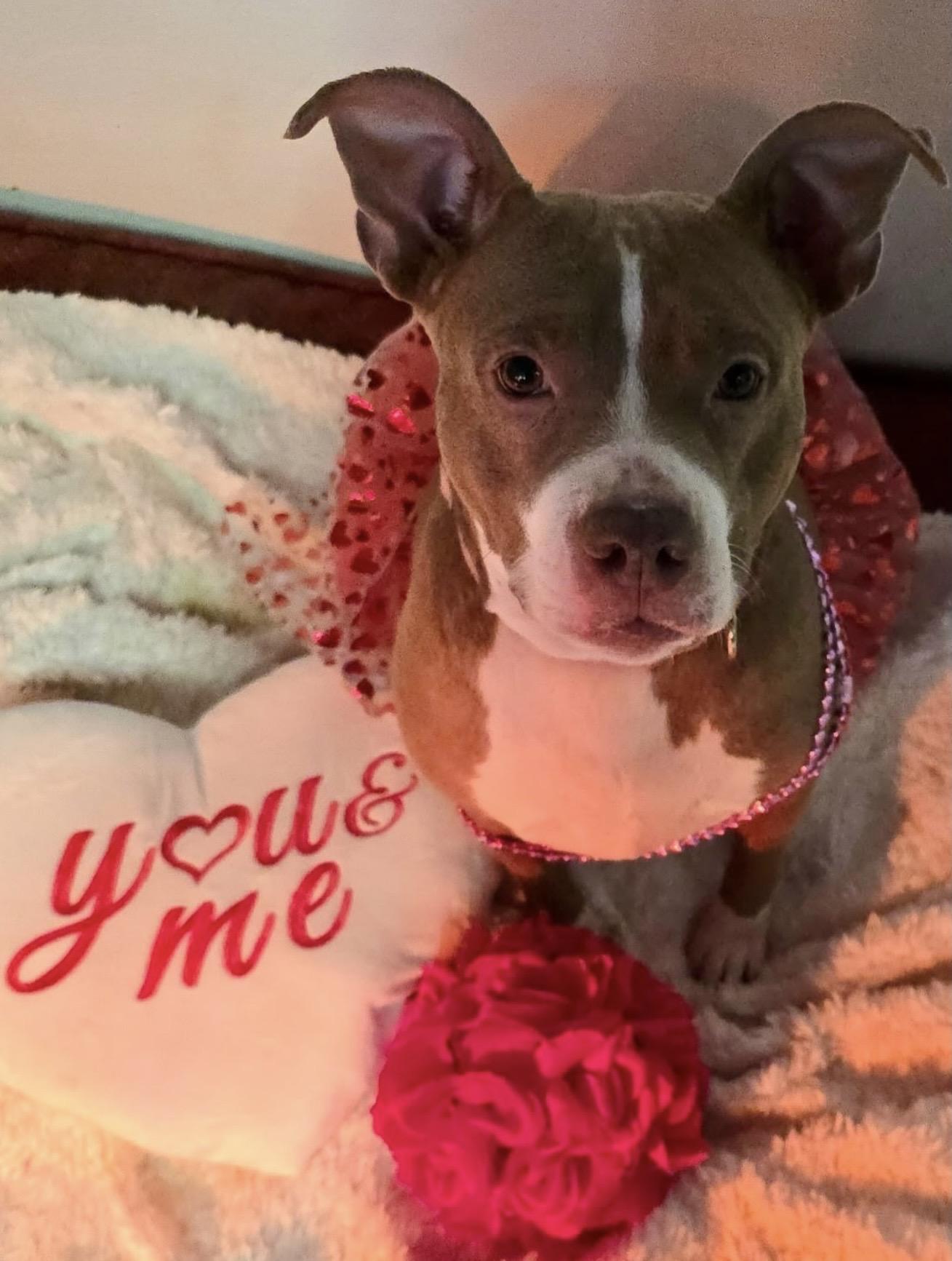 Matilda, ADOPTABLE, Adult Female Pit Bull Terrier.