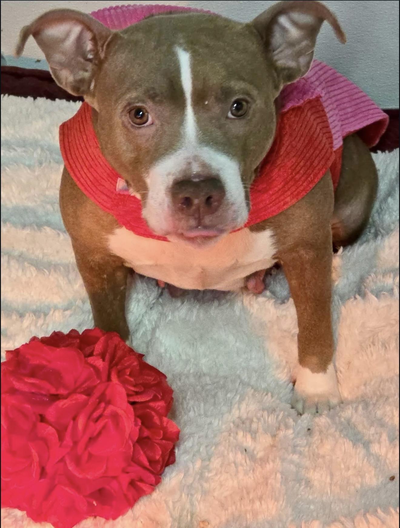 Enlarge Matilda, a ADOPTABLE mixed breed in Akron, NY image 2/3