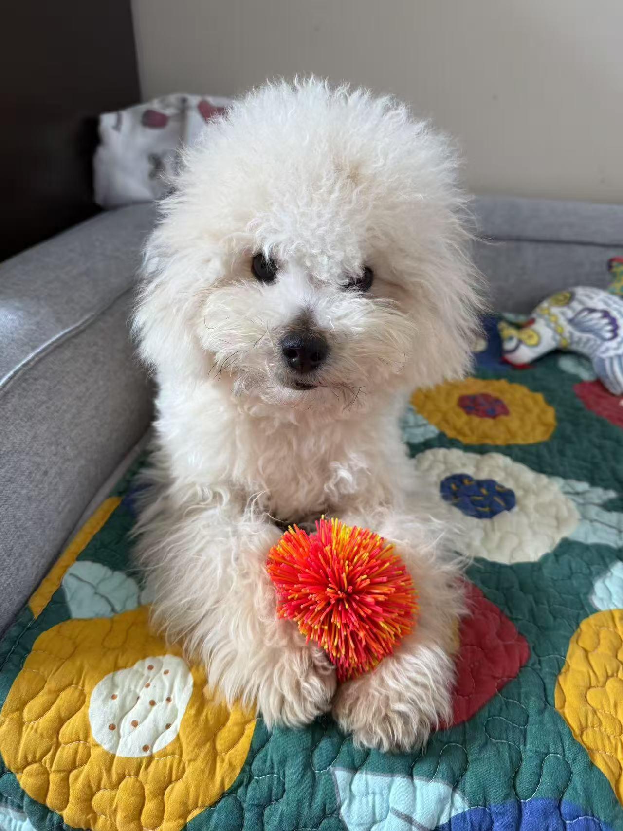 Nino, a Adopted Poodle in North York, ON image 1/5