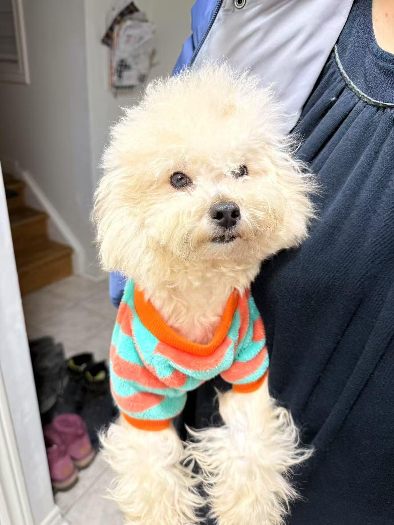 Nino, a Adopted Poodle in North York, ON image 3/5