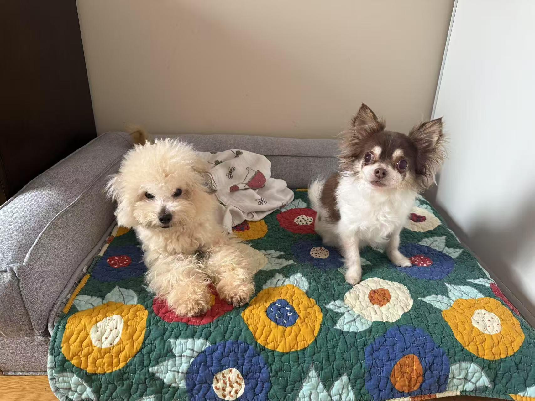 Nino, a Adopted Poodle in North York, ON image 2/5