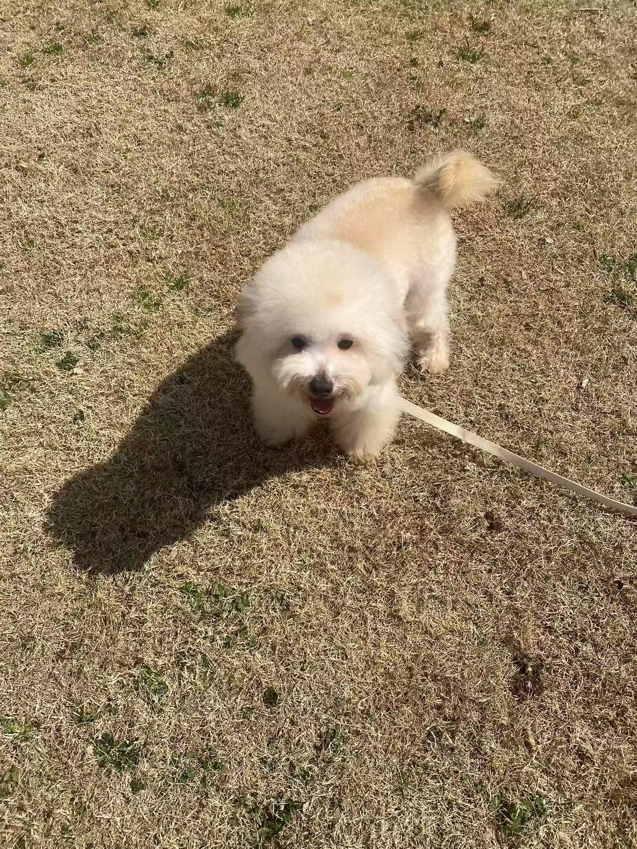 Nino, a Adopted Poodle in North York, ON image 4/5