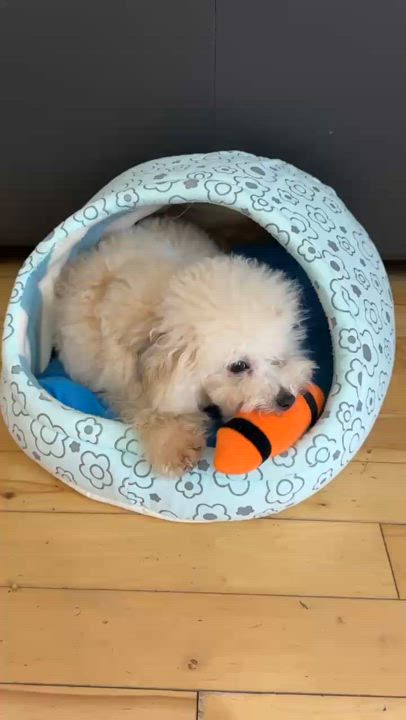 Enlarge Nino, a Adopted Poodle in North York, ON video 5/5