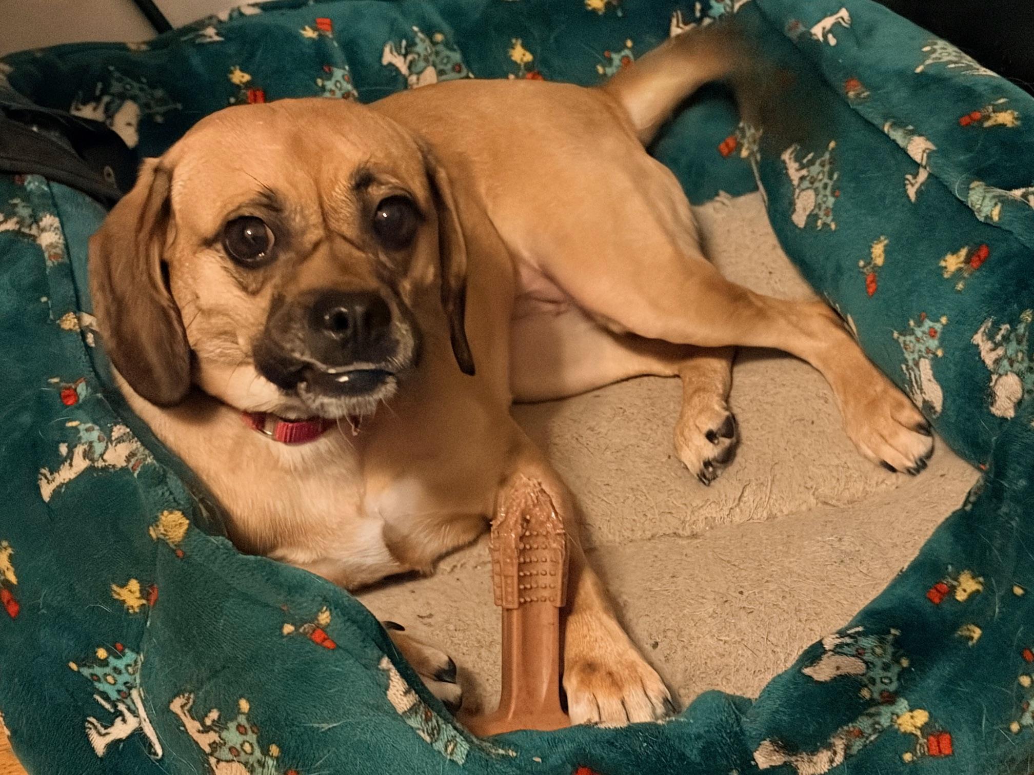 Enlarge Minion, a ADOPTABLE mixed breed in Mount Bethel, PA image 3/4