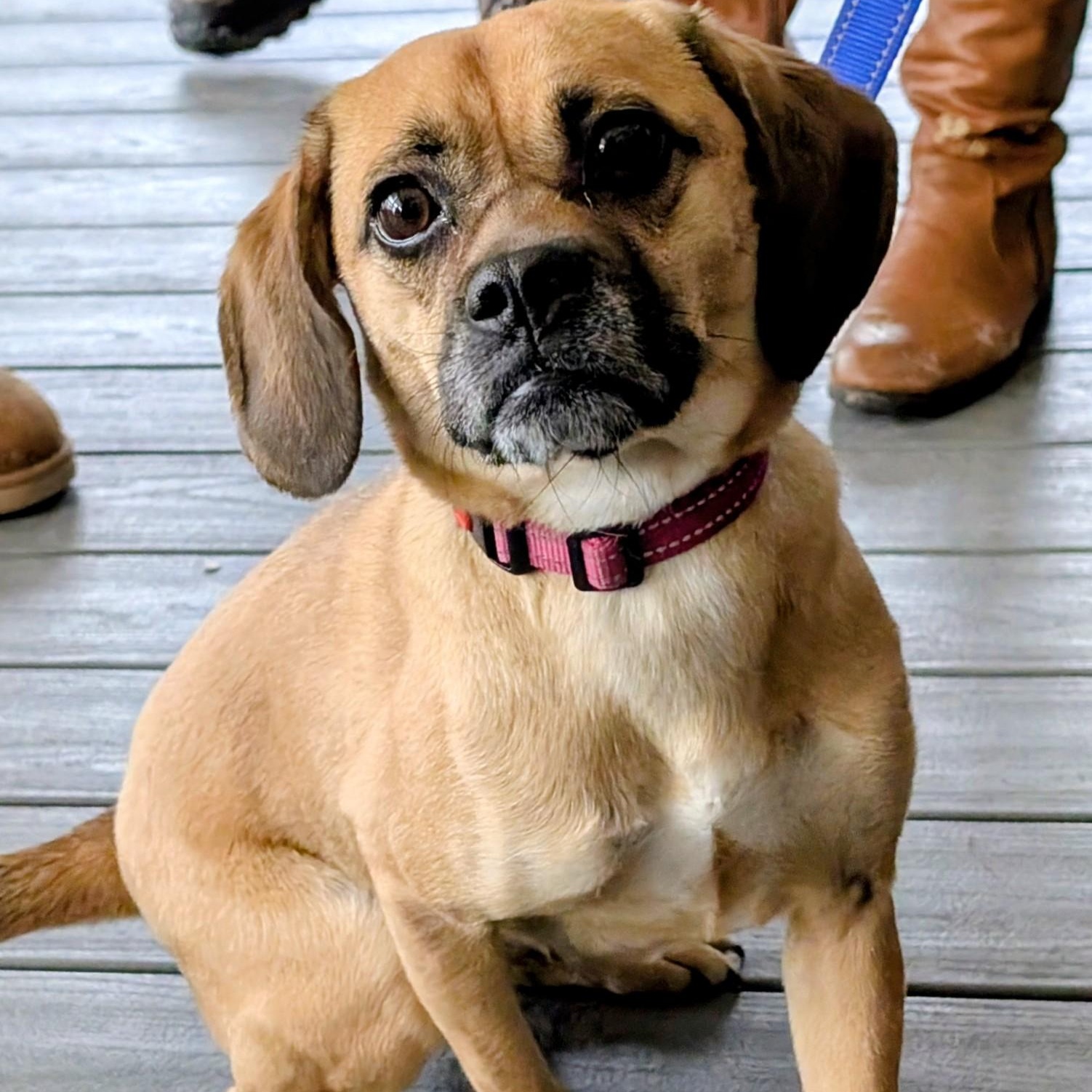 Enlarge Minion, a ADOPTABLE mixed breed in Mount Bethel, PA image 1/5