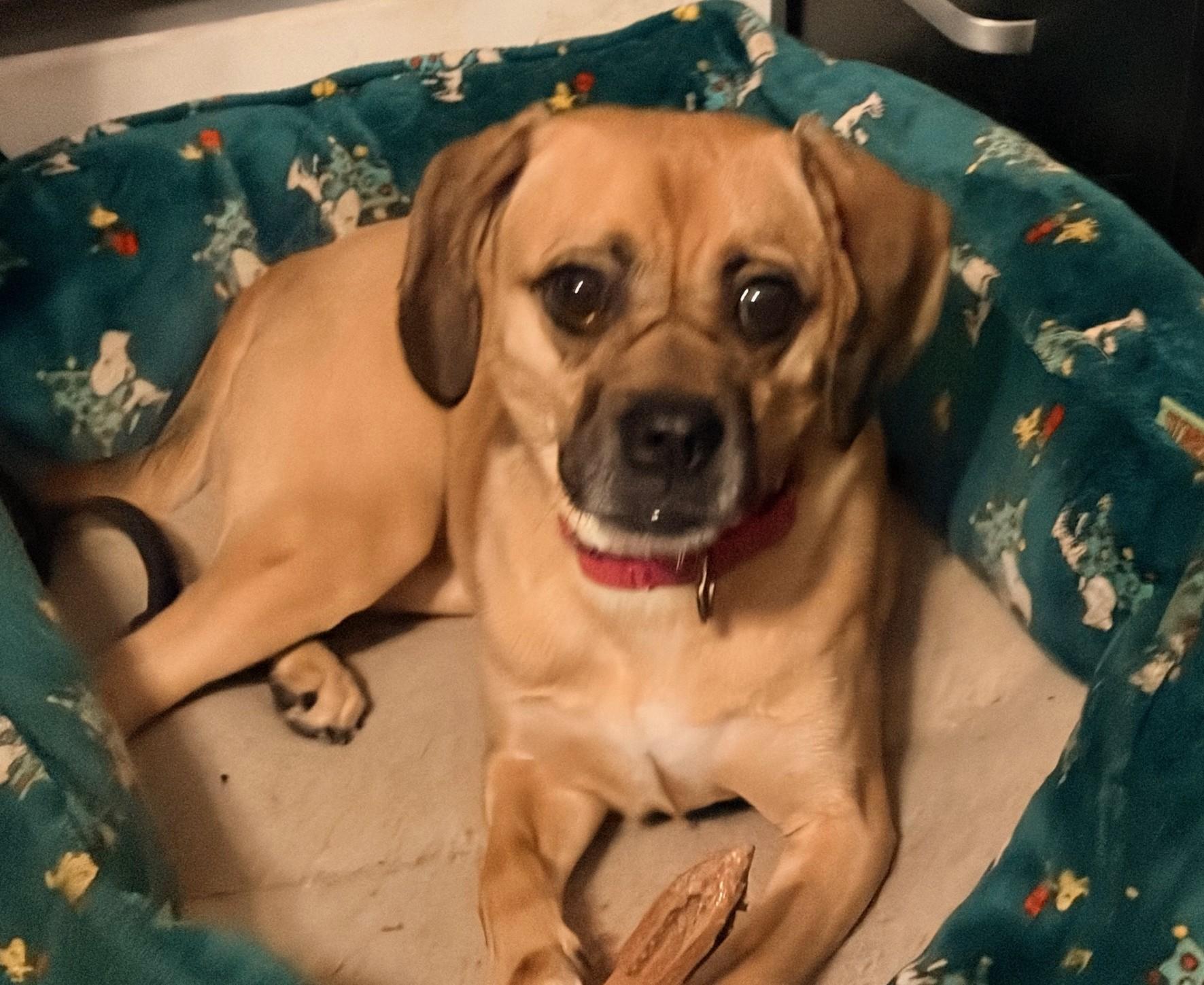 Enlarge Minion, a ADOPTABLE mixed breed in Mount Bethel, PA image 1/4