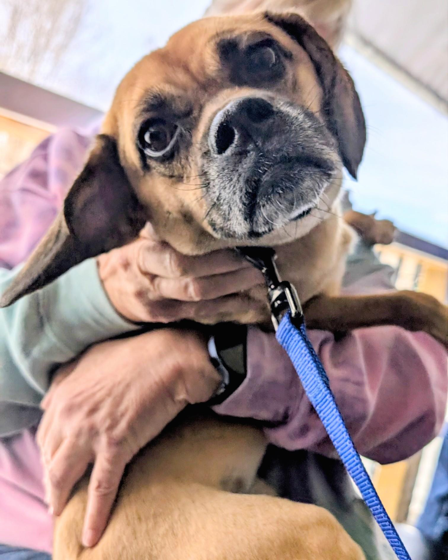 Enlarge Minion, a ADOPTABLE mixed breed in Mount Bethel, PA image 3/5