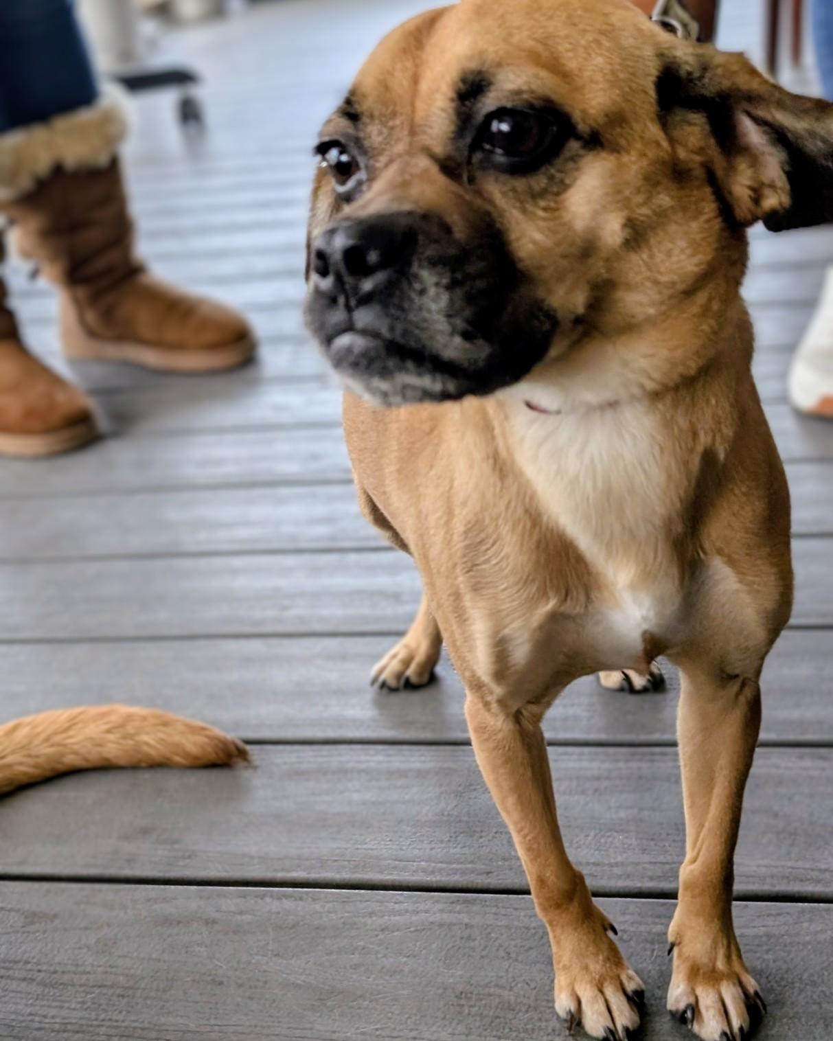 Enlarge Minion, a ADOPTABLE mixed breed in Mount Bethel, PA image 4/5