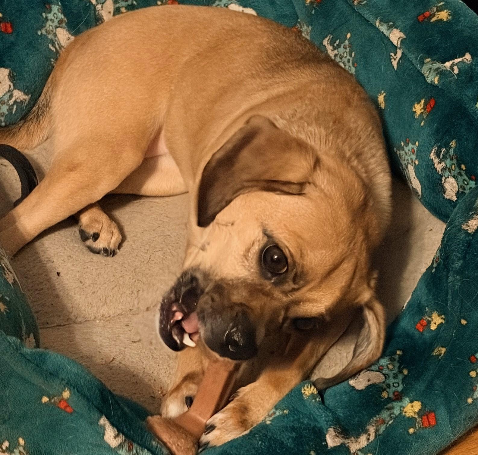 Enlarge Minion, a ADOPTABLE mixed breed in Mount Bethel, PA image 2/4